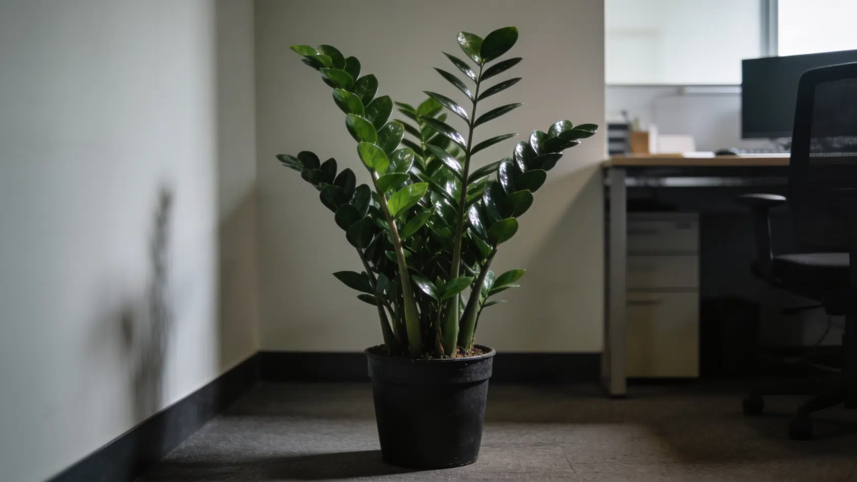 ZZ plant, a low-maintenance common house plants pick, with thick glossy leaves in a pot