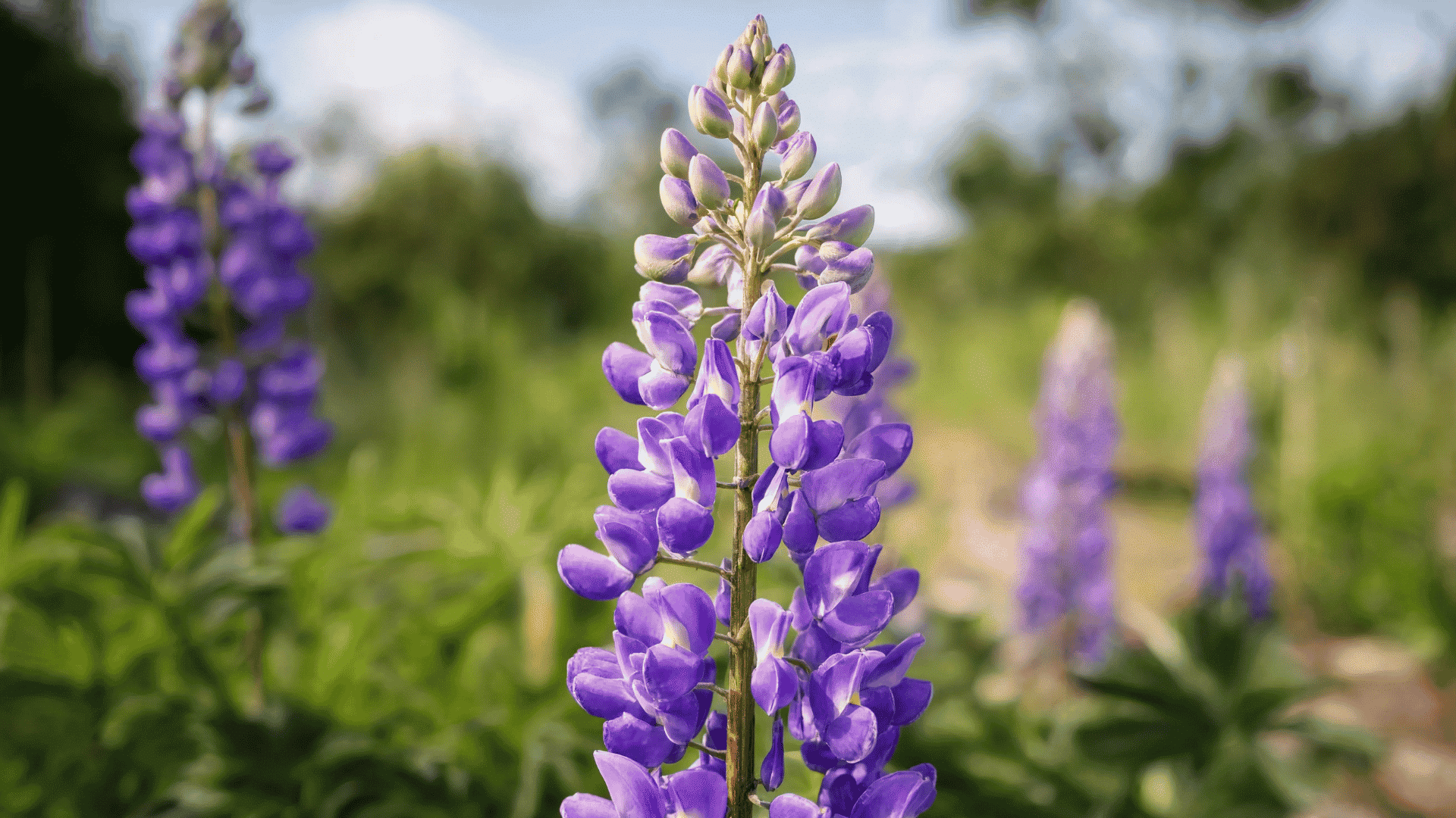 Purple lupine flowers blooming on tall green stems with a blurred meadow background and additional flowers in a garden setting.