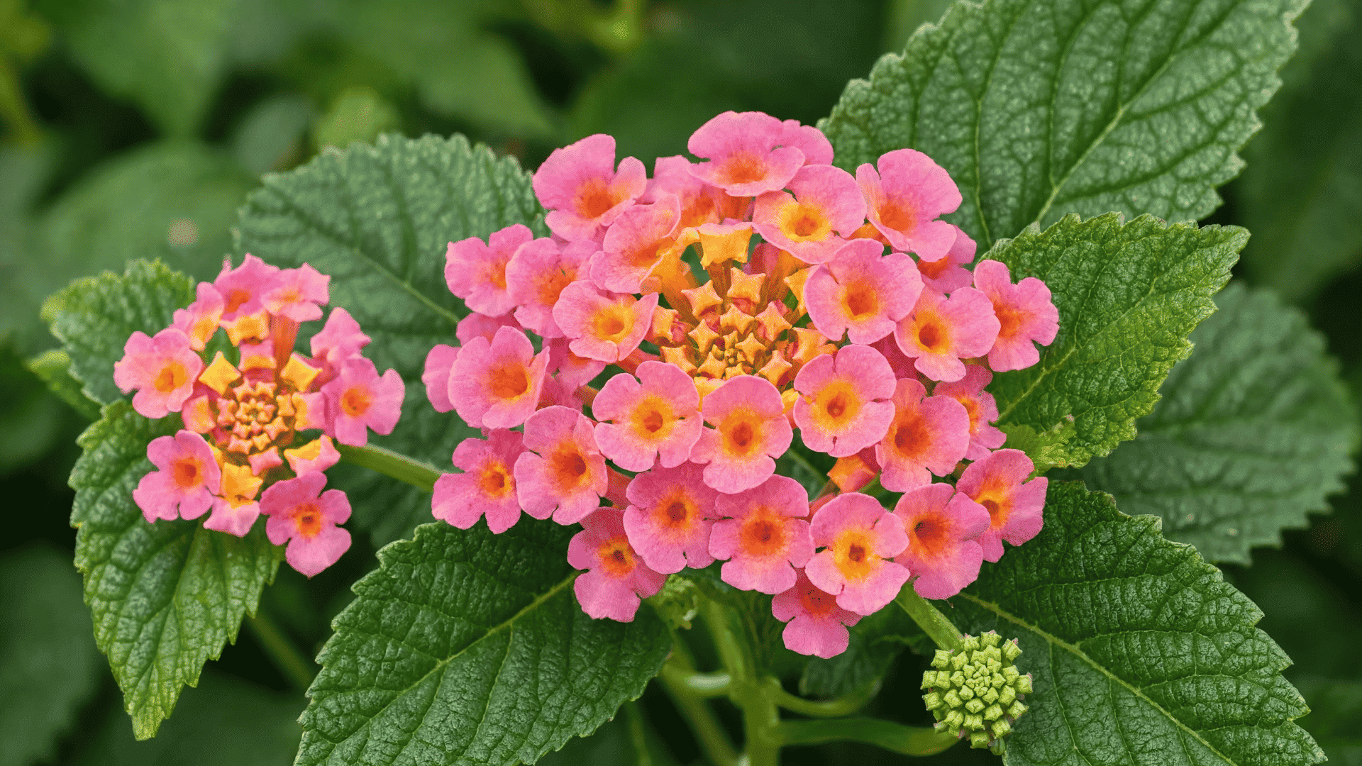 Pink lantana flower clusters blooming with green textured leaves and small buds surrounded by lush garden foliage.