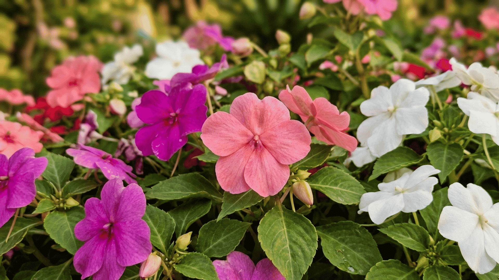 Colorful impatiens flowers in pink purple and white shades blooming with green leaves in a lush garden setting.