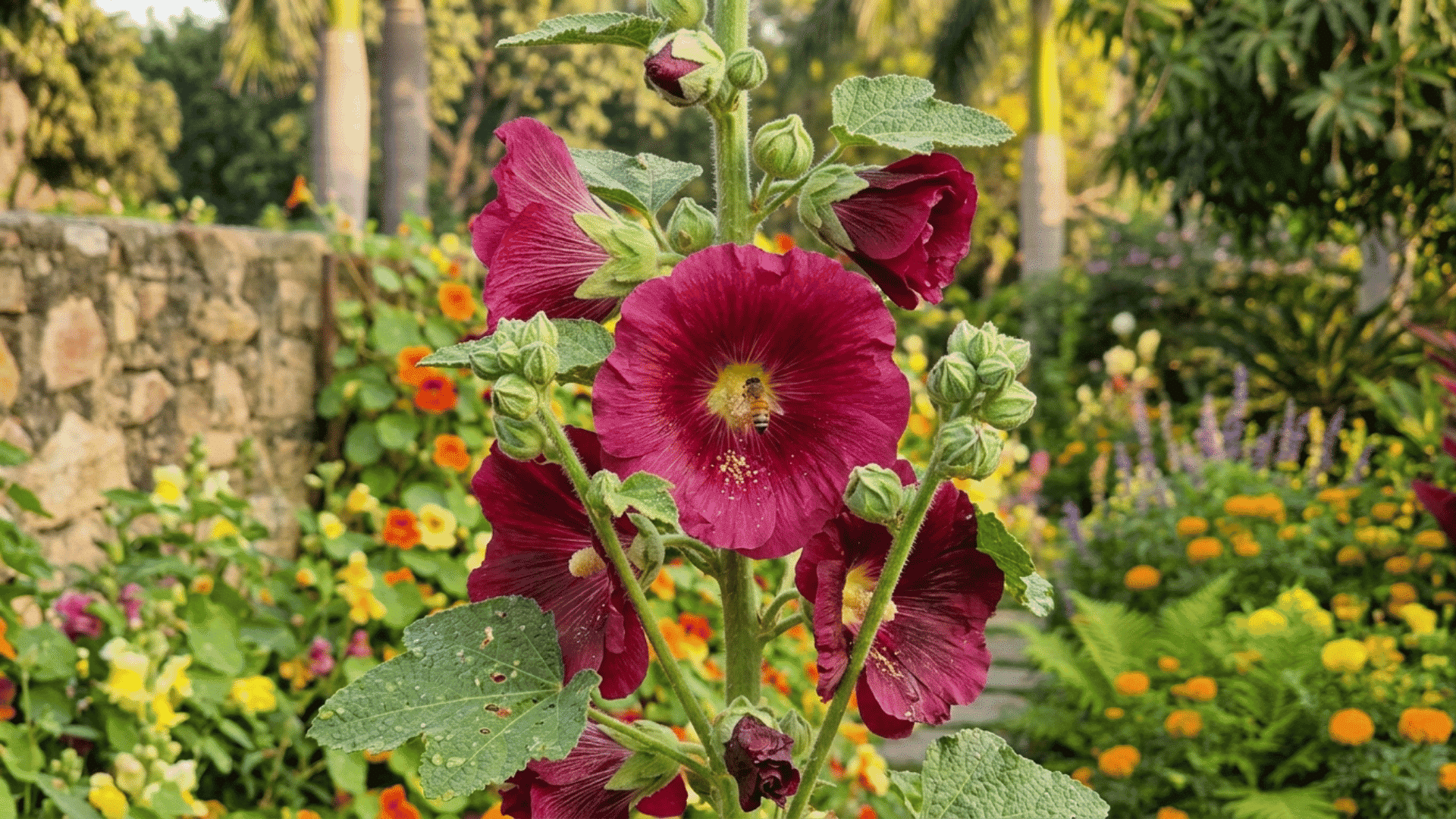 Pink hollyhock flowers blooming on a green leafy plant with a bee in the center surrounded by a colorful garden.