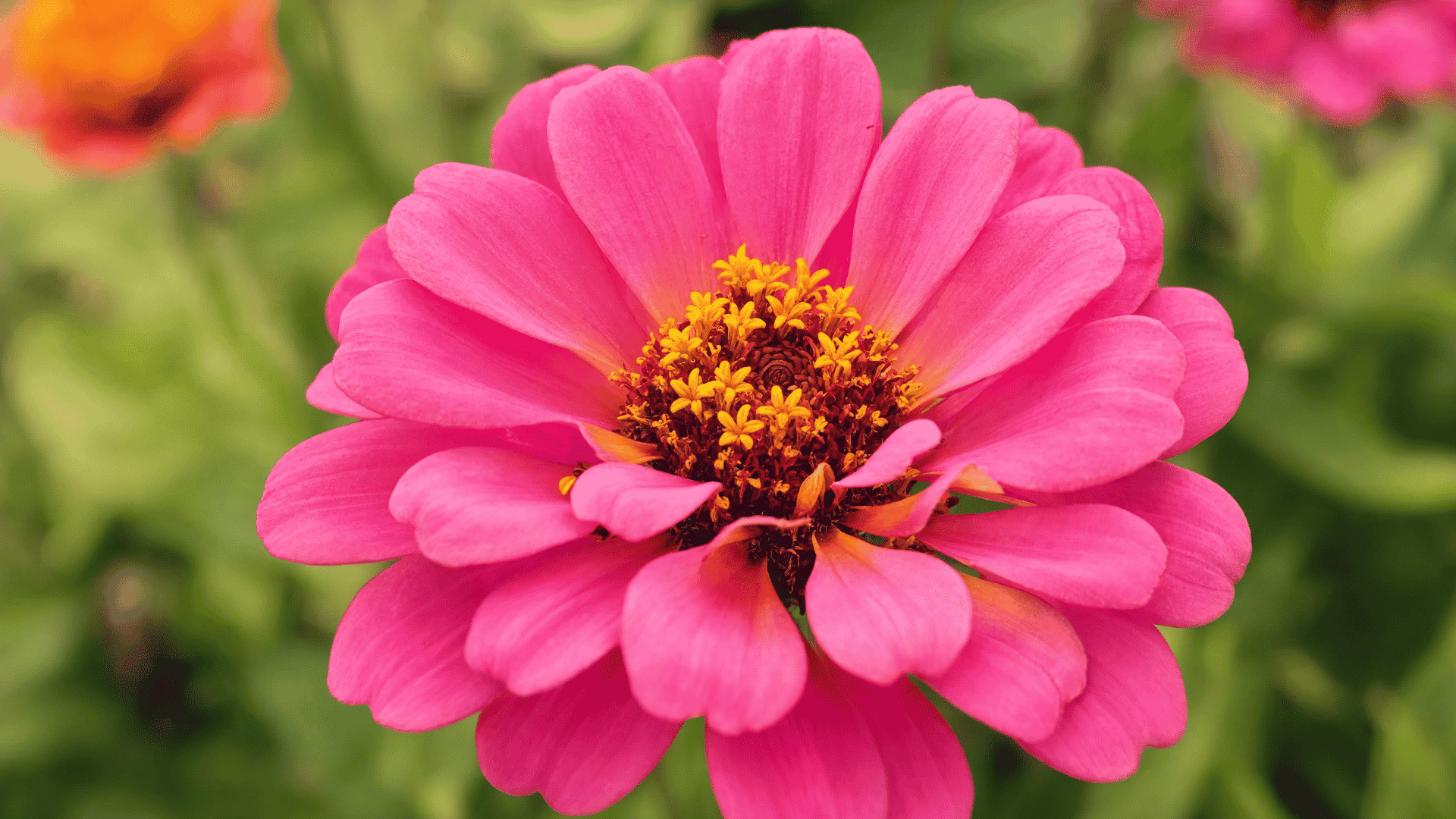 Pink zinnia flower blooming with layered petals and a yellow center surrounded by soft green foliage in a garden setting.