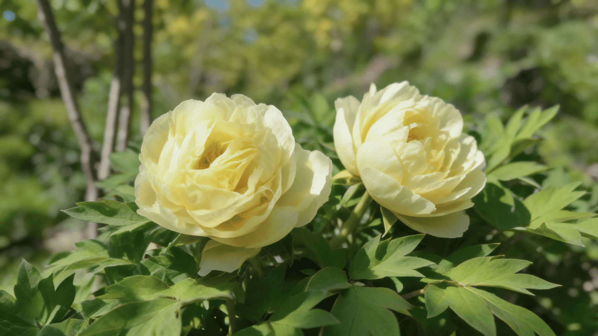 Two Realistic Age of Gold peony blooms with golden-yellow petals, lush leaves, and sunlight.