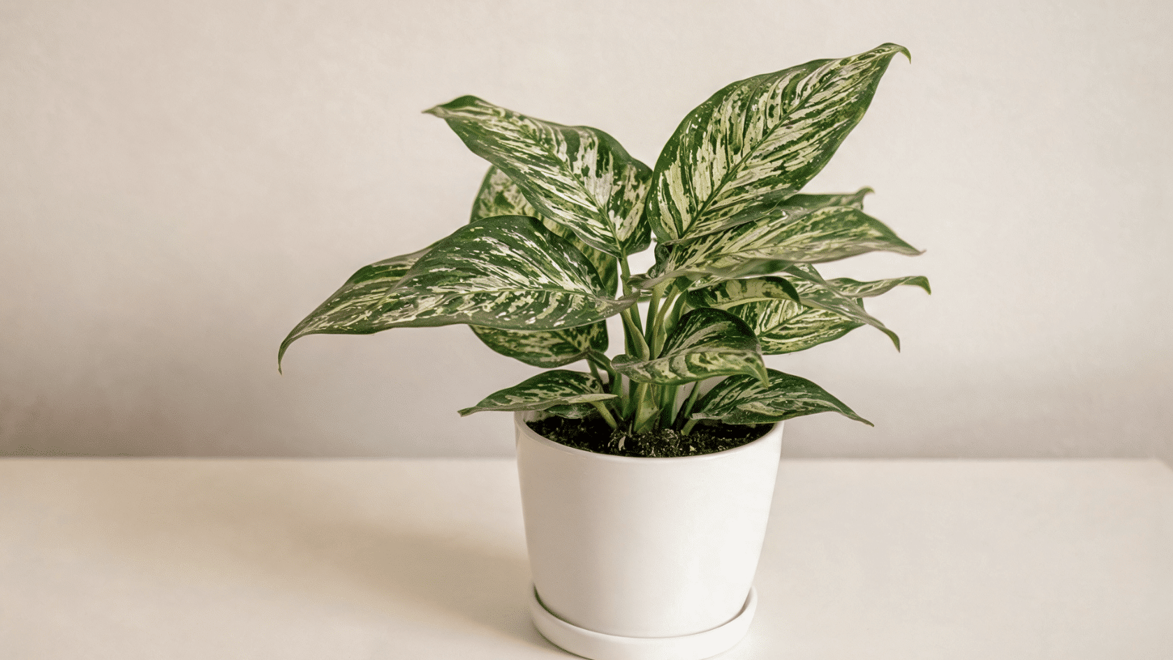 Aglaonema plant in pot with patterned green and silver leaves in soft indoor light