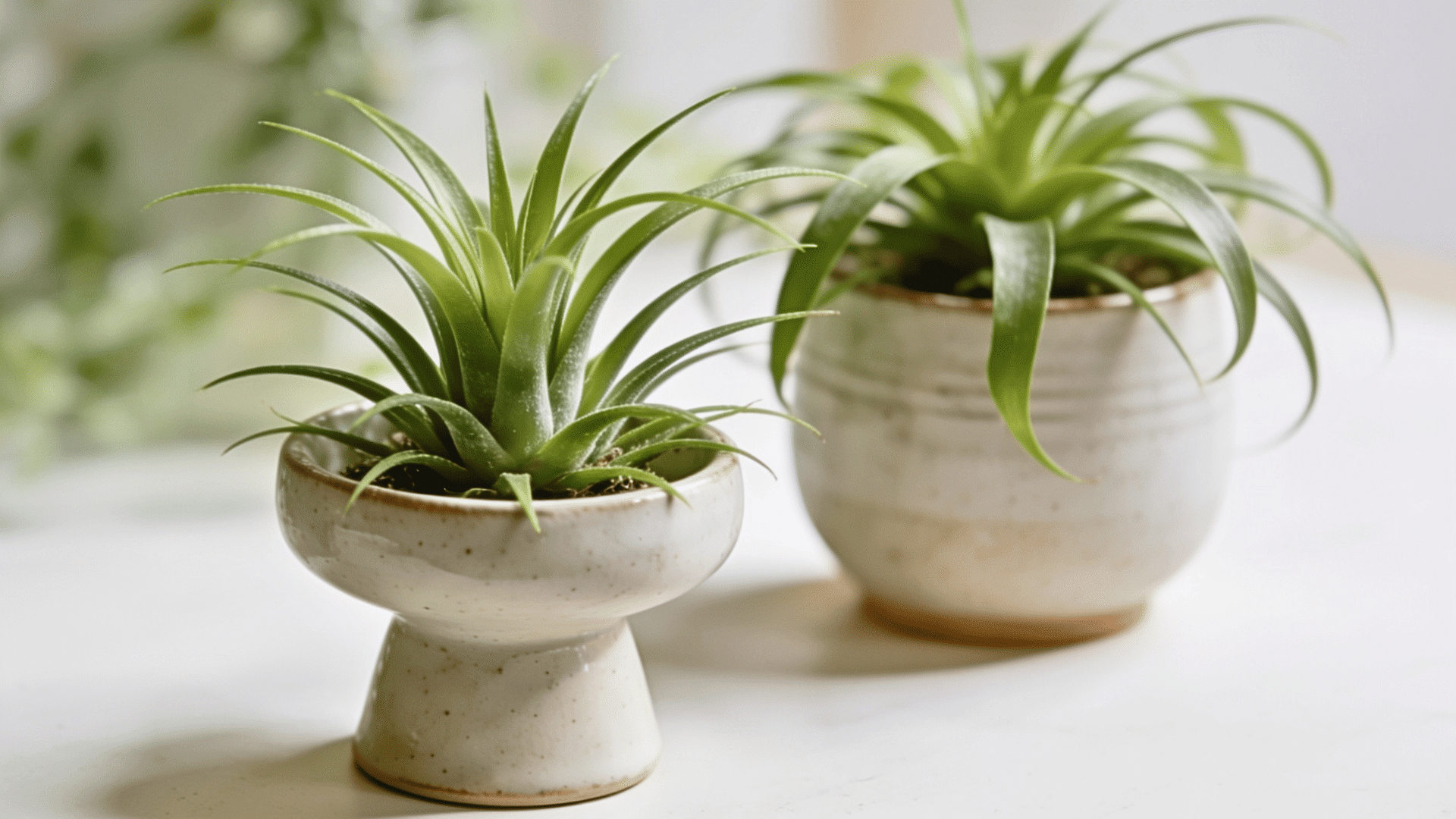air-plant-varieties
