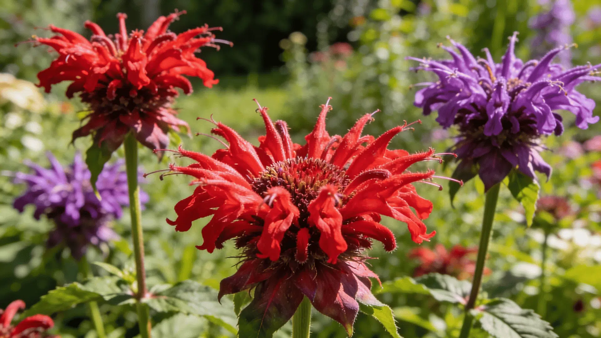 Red and purple bee balm flowers blooming in a lush green garden with colorful petals and foliage