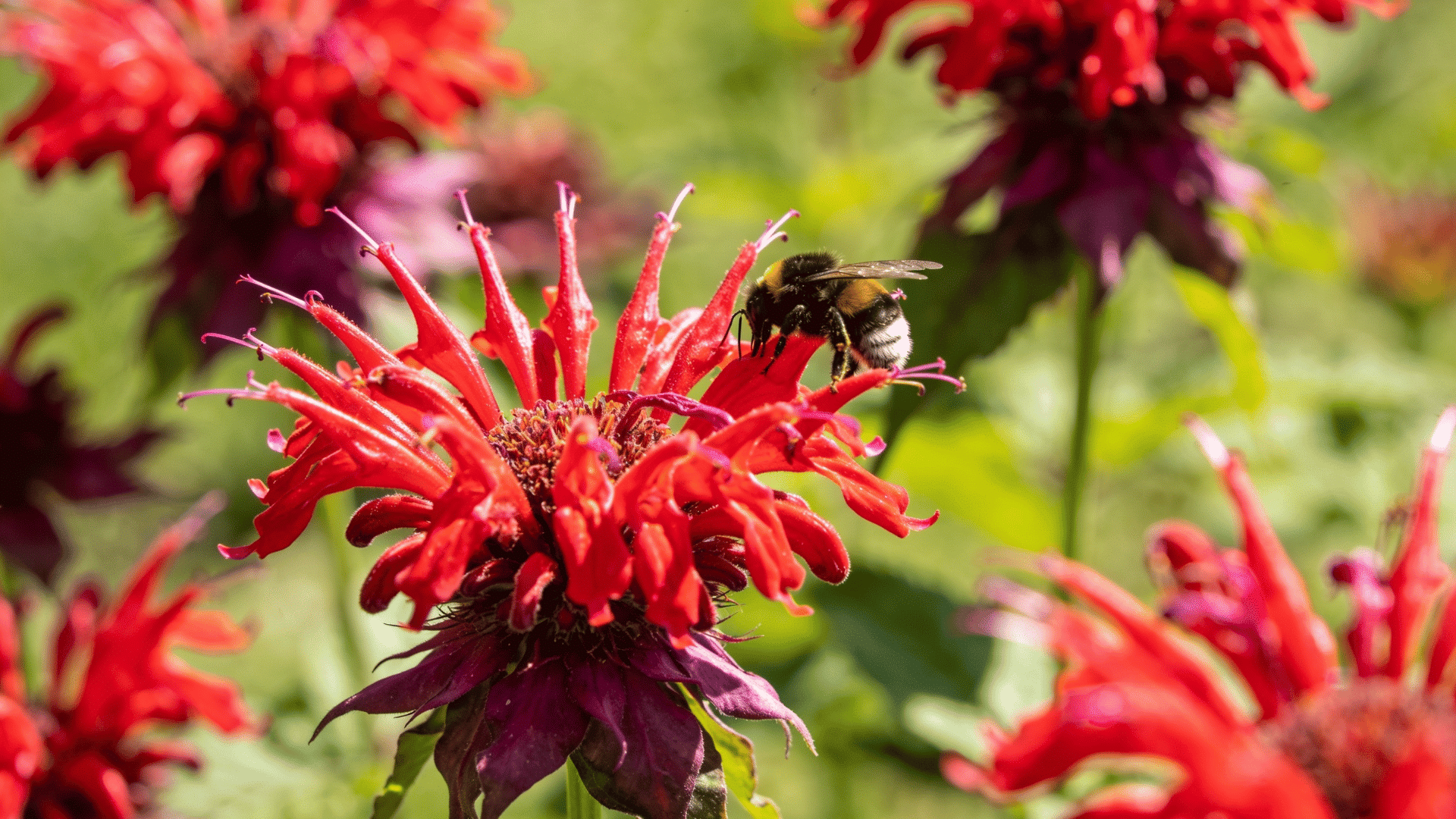 Bee resting on vibrant red bee balm flowers in a lush garden setting