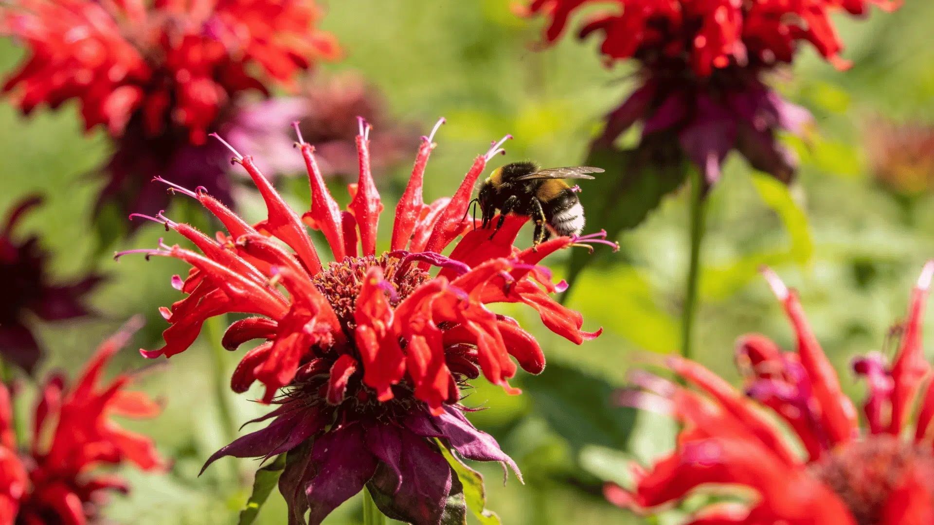 Bee resting on vibrant red bee balm flowers in a lush garden setting