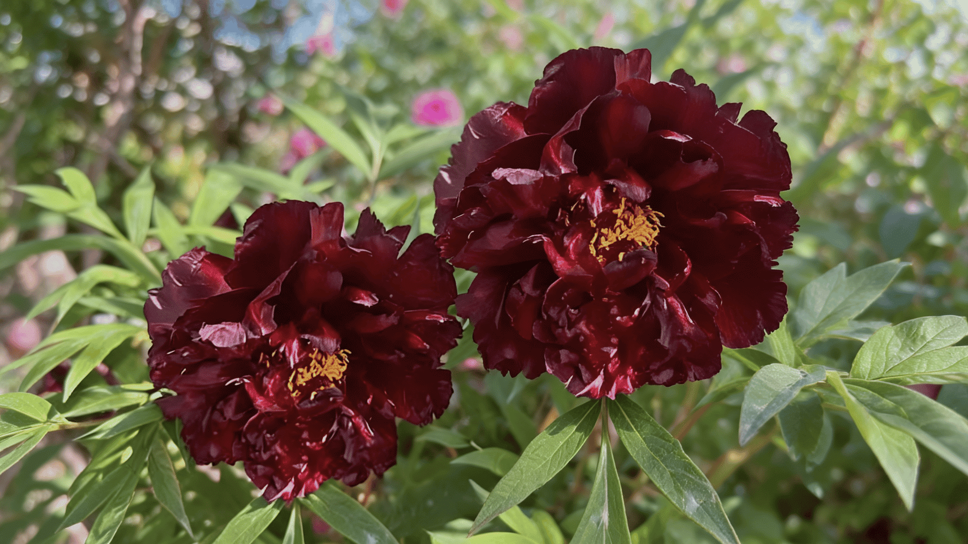 Realistic Black Panther peonies with dark burgundy petals, dramatic bloom, and green foliage.