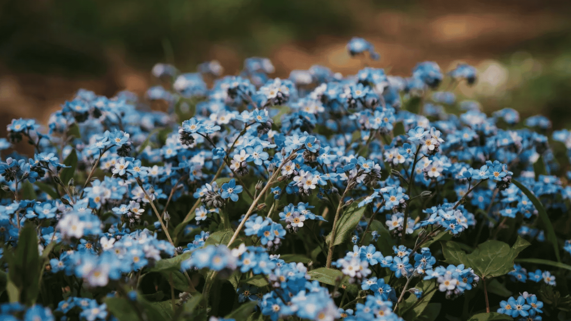 Blue forget-me-not flowers blooming in a garden with green leaves and a softly blurred natural background.