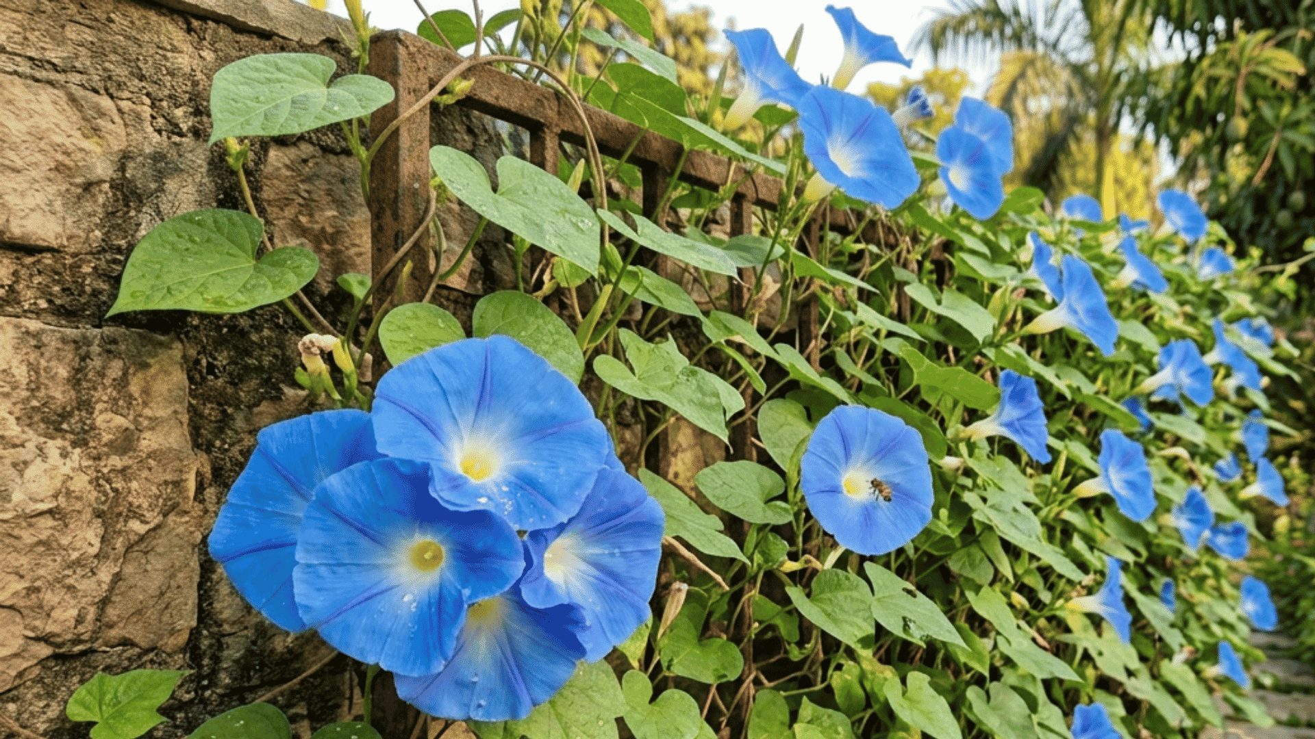 Blue morning glory flowers blooming on a green climbing vine growing along a rustic garden fence with lush foliage background.
