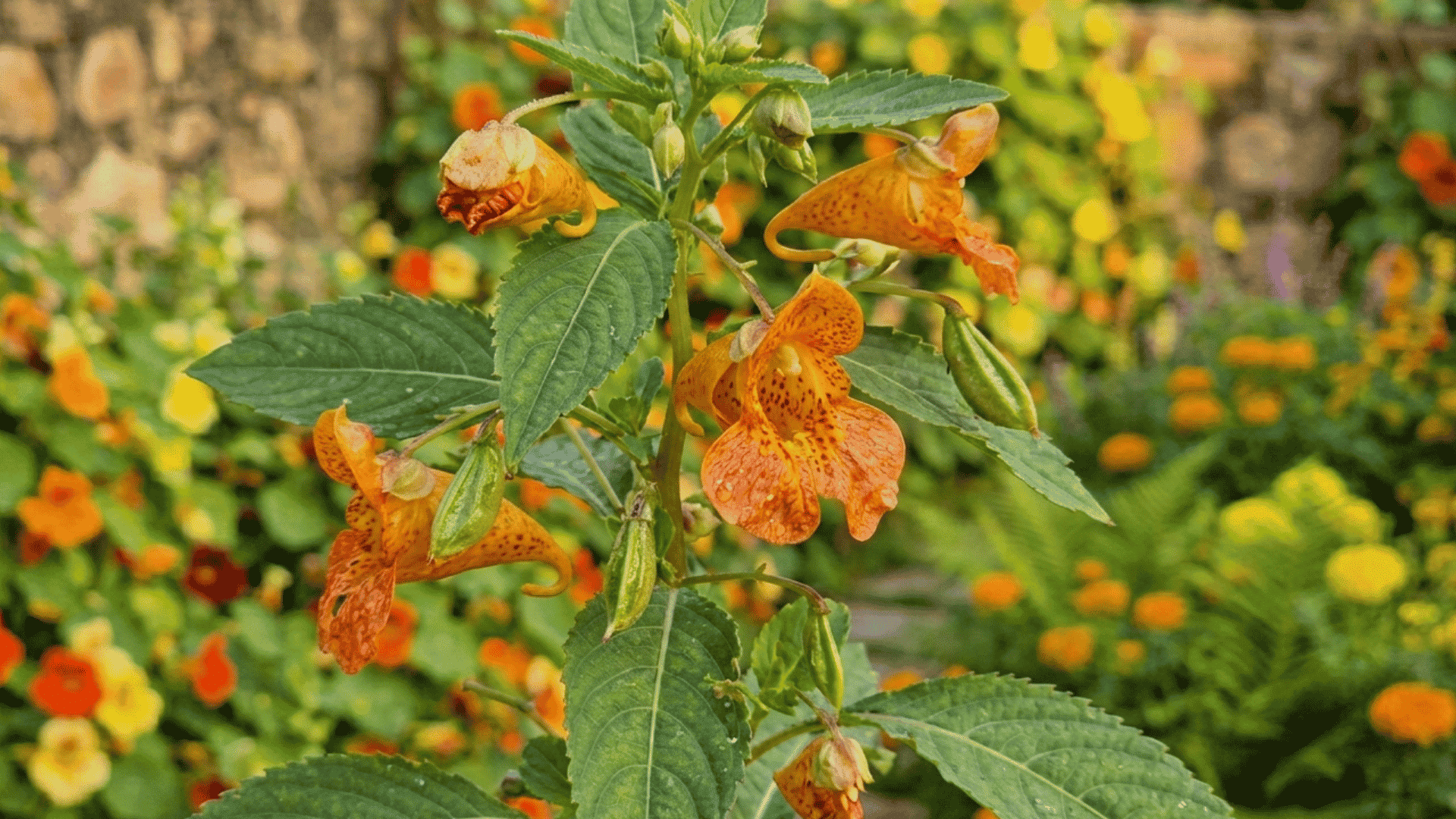 A jewelweed with green leaves growing in a garden with colorful blurred flowers in the background creating a natural floral scene.