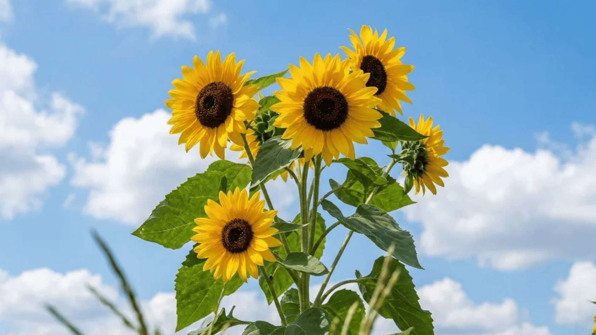 Bright sunflower cluster growing under a blue sky, symbolizing flowers that represent healing, strength, and emotional renewal in nature.