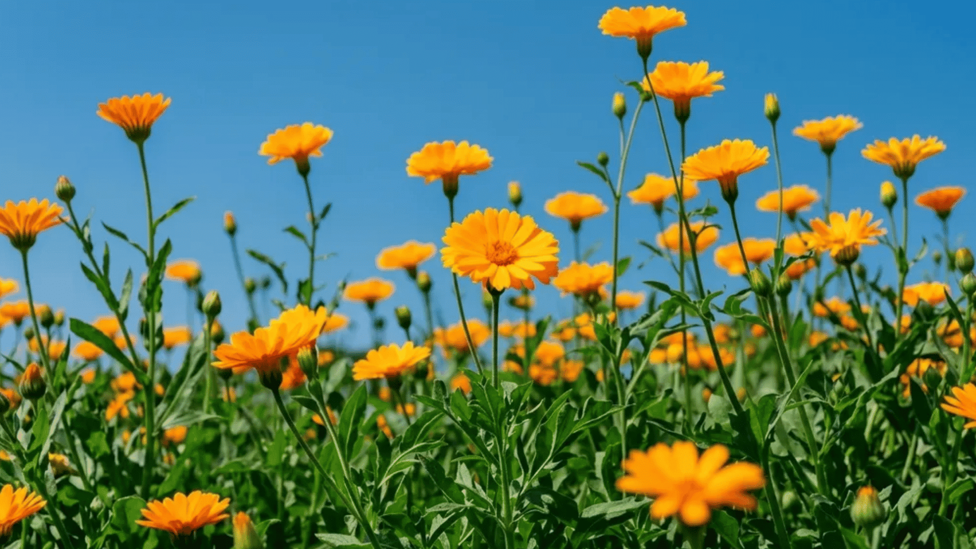 Bright yellow calendula flowers blooming under a clear blue sky, symbolizing flowers that represent healing, recovery, and natural emotional renewal.