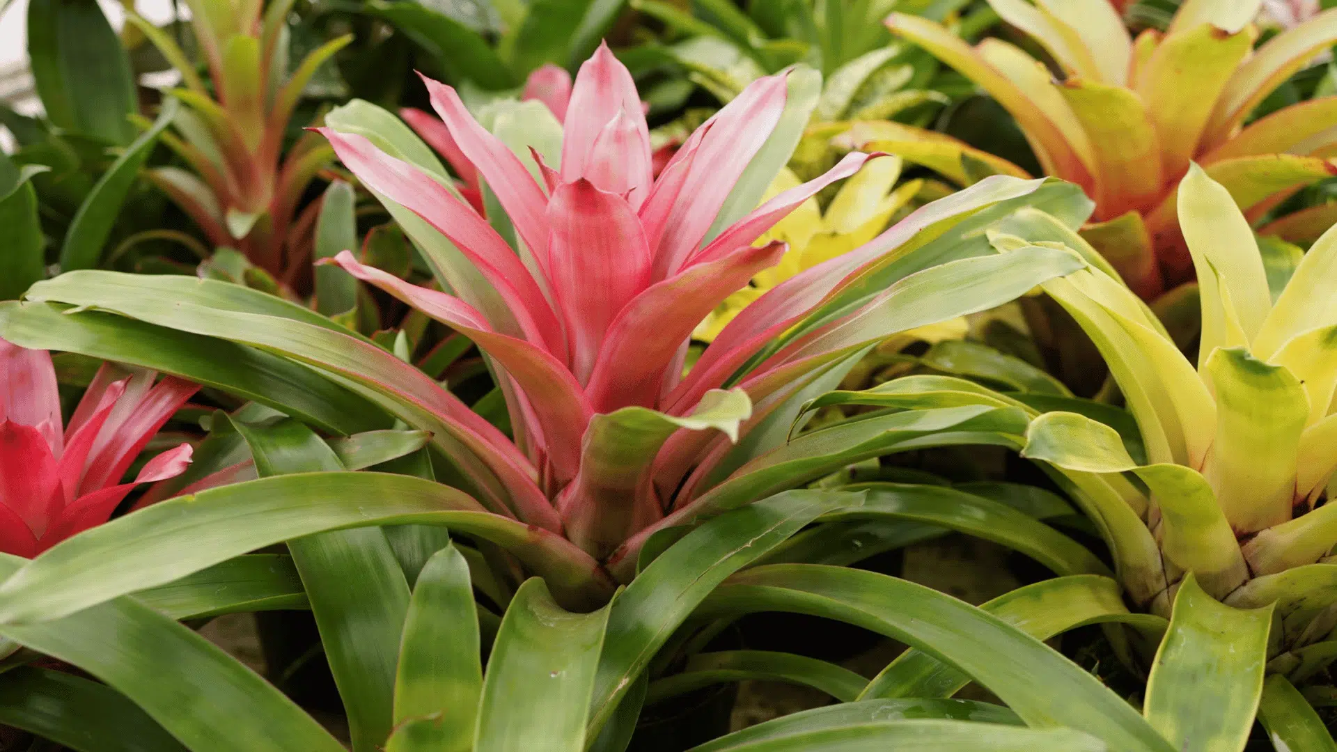 Vibrant pink and green bromeliad plant care display featuring tropical strappy leaves.