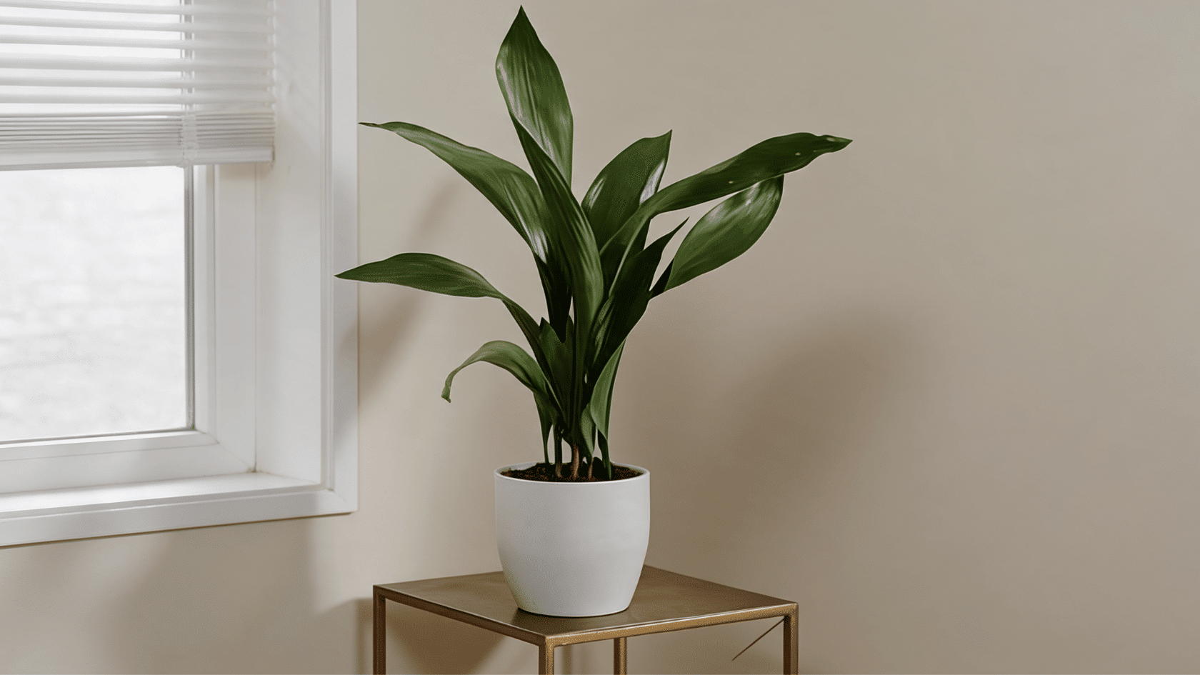 Cast iron plant in pot with broad dark green leaves in a low-light indoor room