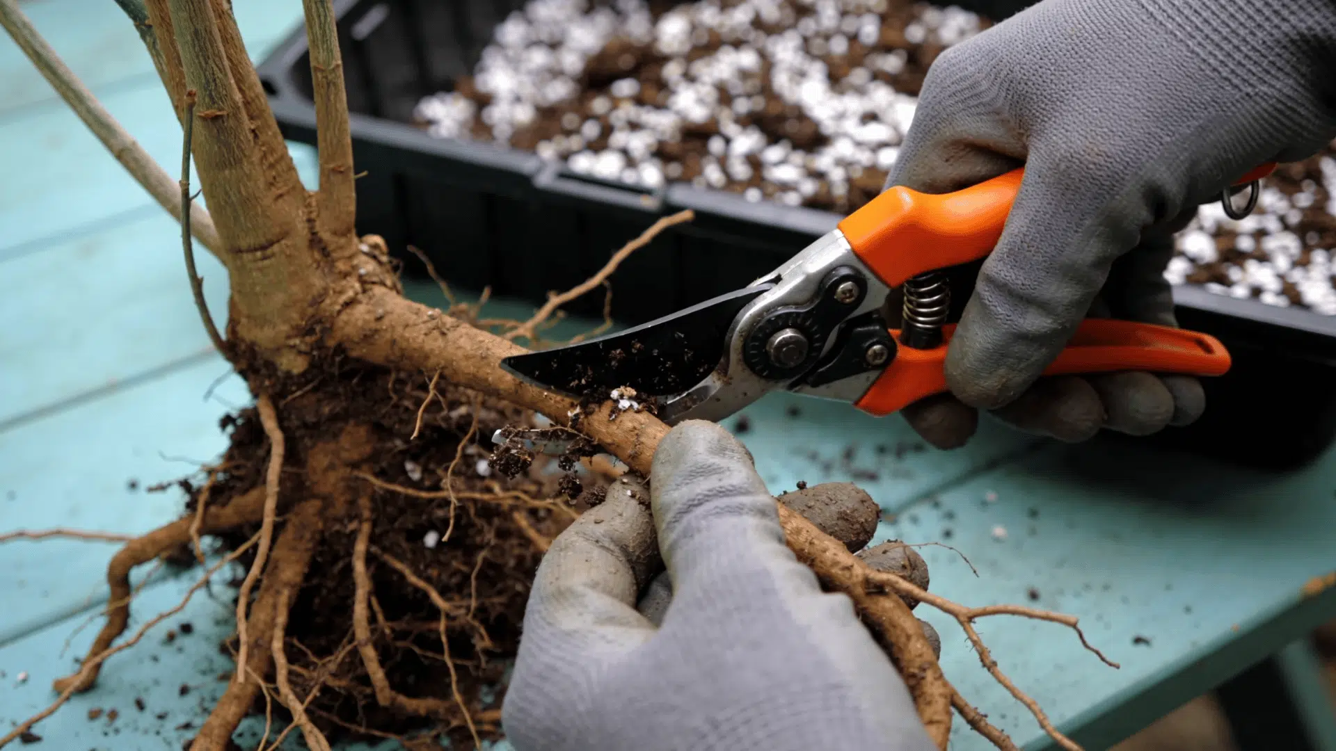 Close-up of plant propagation with pruning shears cutting a root section.