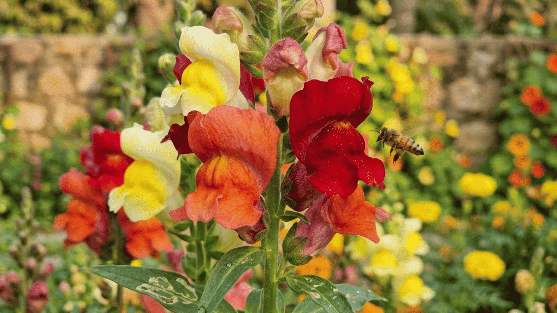 Multicolored snapdragon flowers blooming in a garden with a bee flying near vibrant red orange and yellow blossoms.