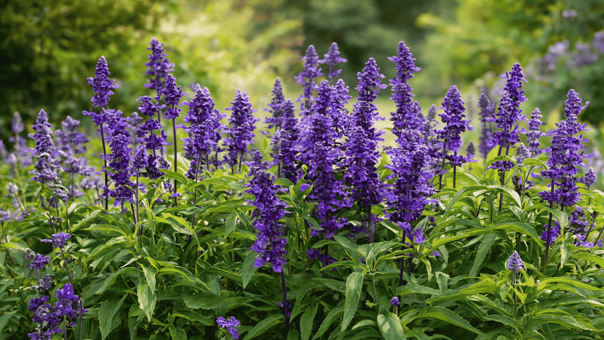 Purple salvia flowers blooming on tall green stems with dense foliage creating a vibrant garden landscape background.