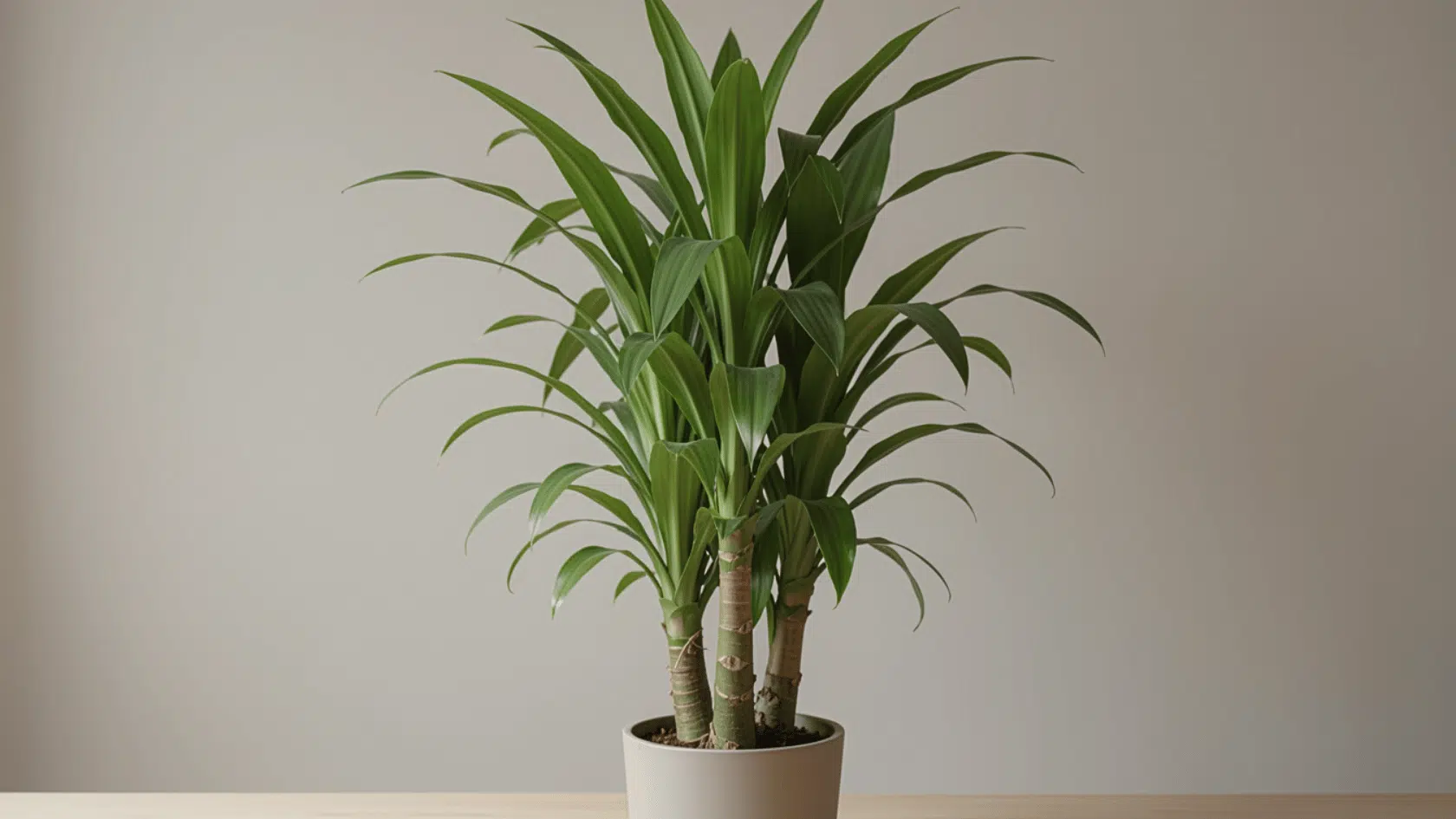 Peace lily plant in pot with broad green leaves and a white flower in soft indoor light