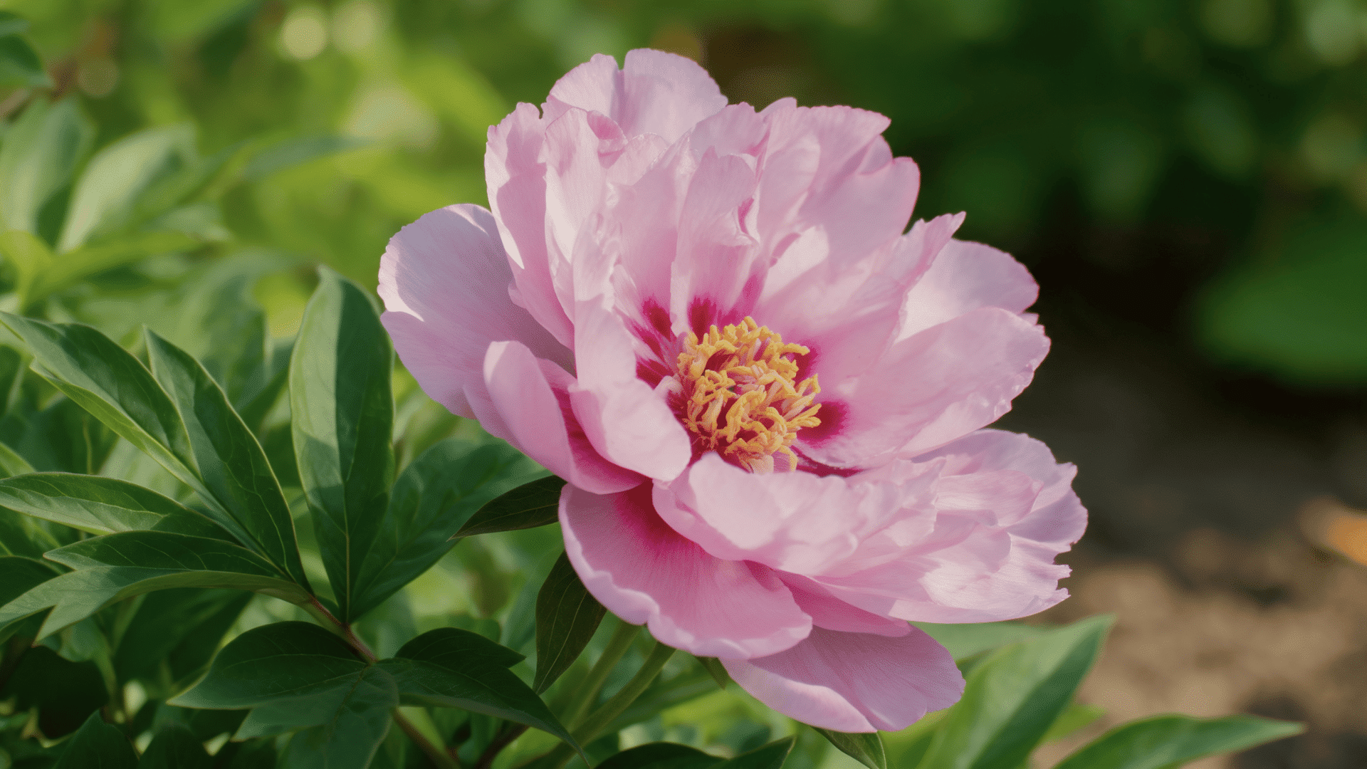 Realistic First Arrival peony with lavender-pink petals, full bloom, and green garden leaves.