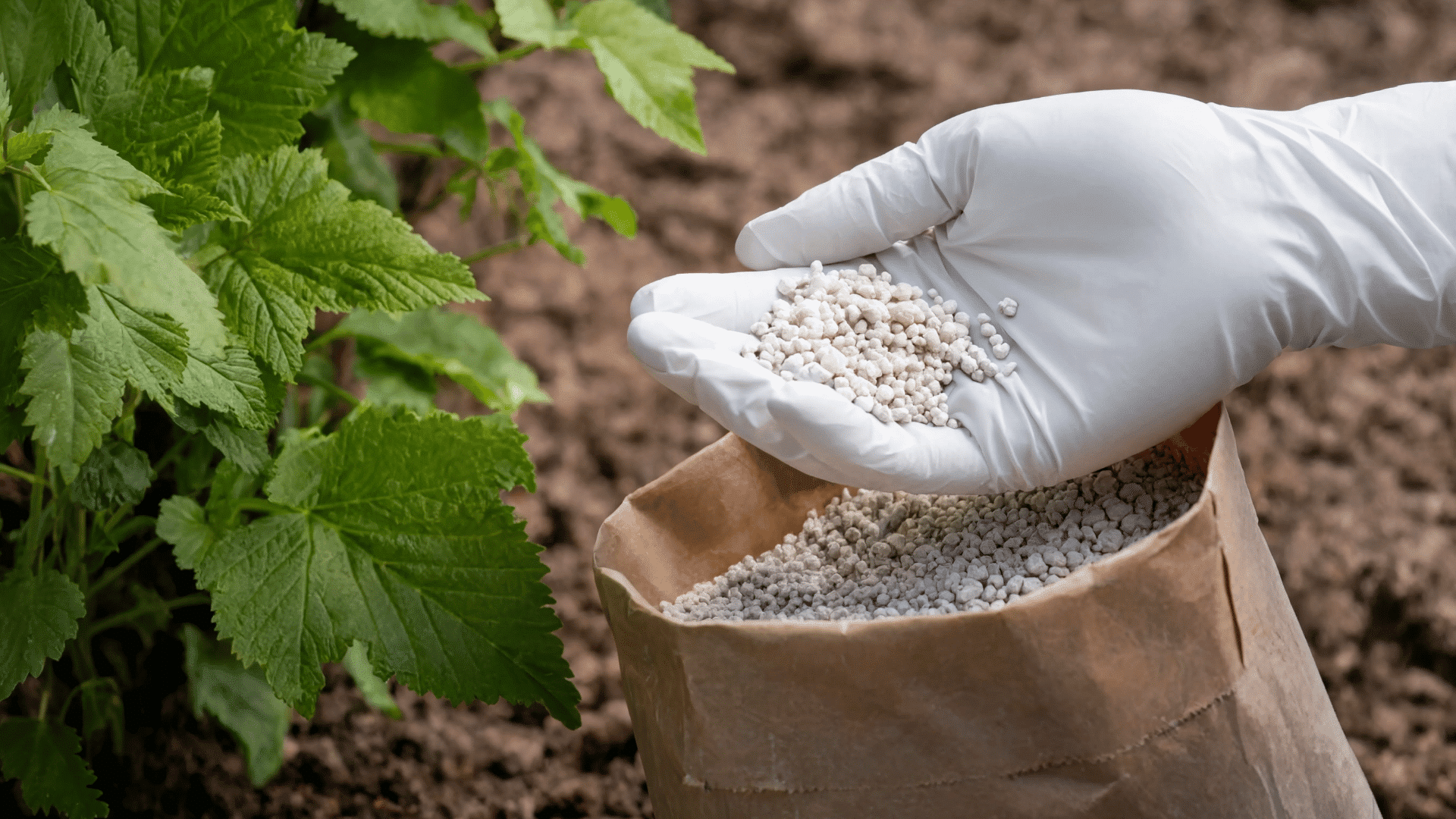Hand applying chemical fertilizers to soil near a healthy green plant.