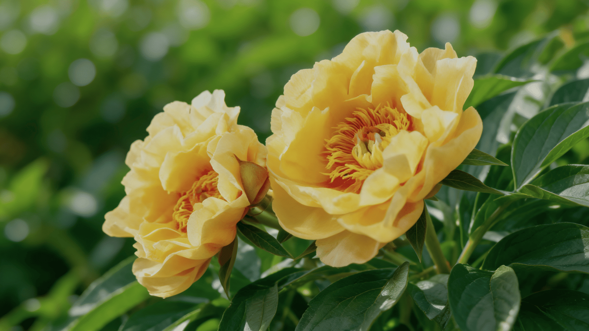 Realistic two Garden Treasure peony blooms  with golden yellow petals and lush green foliage.