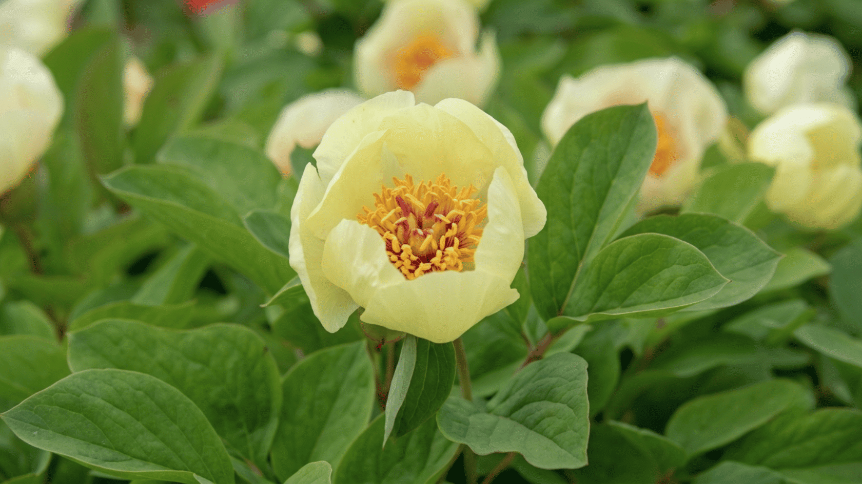 Realistic Golden Era peony with bright yellow petals, full flower, and natural garden surroundings.