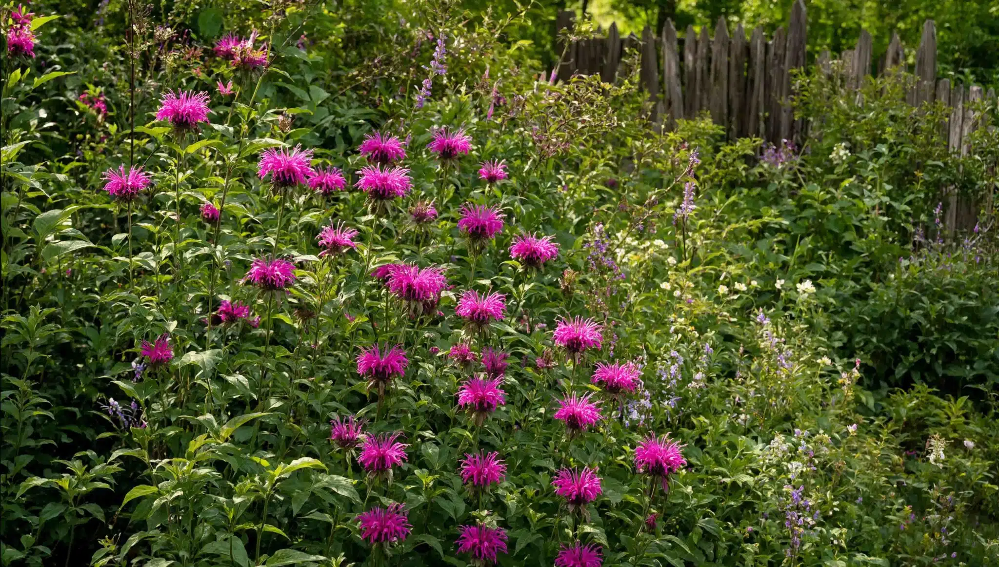 pink bee balm flowers growing densely in a lush garden border with green foliage and wooden fence background