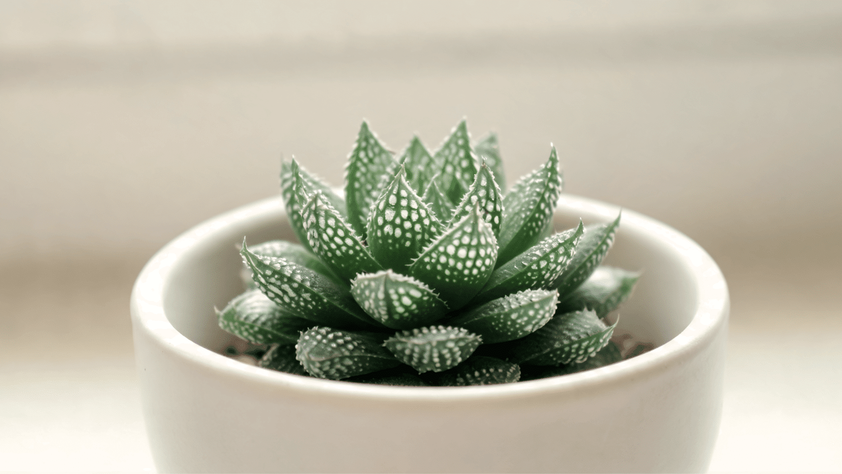Haworthia succulent in small pot with compact green rosette leaves in soft indoor light