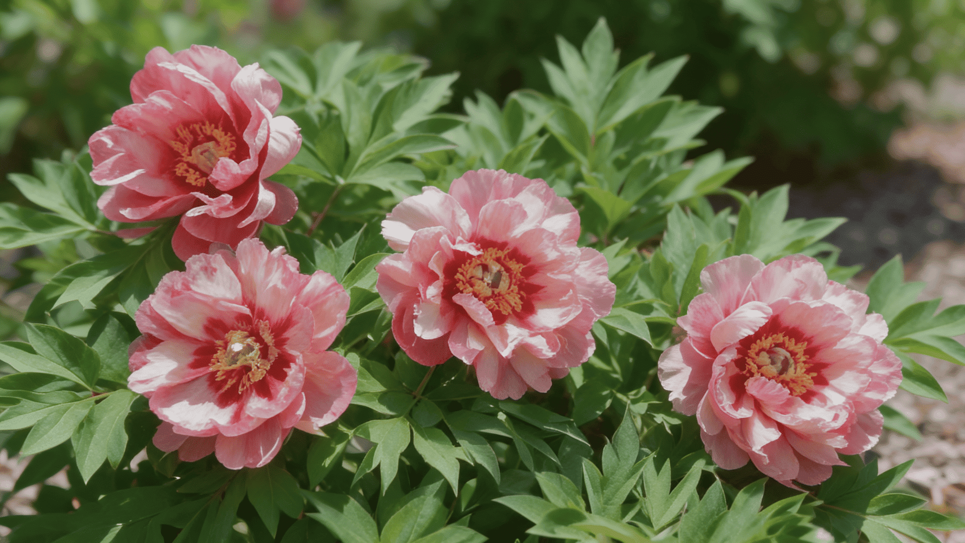 Hillary peonies with pink petals fading to cream, layered flower, and garden blurred background.