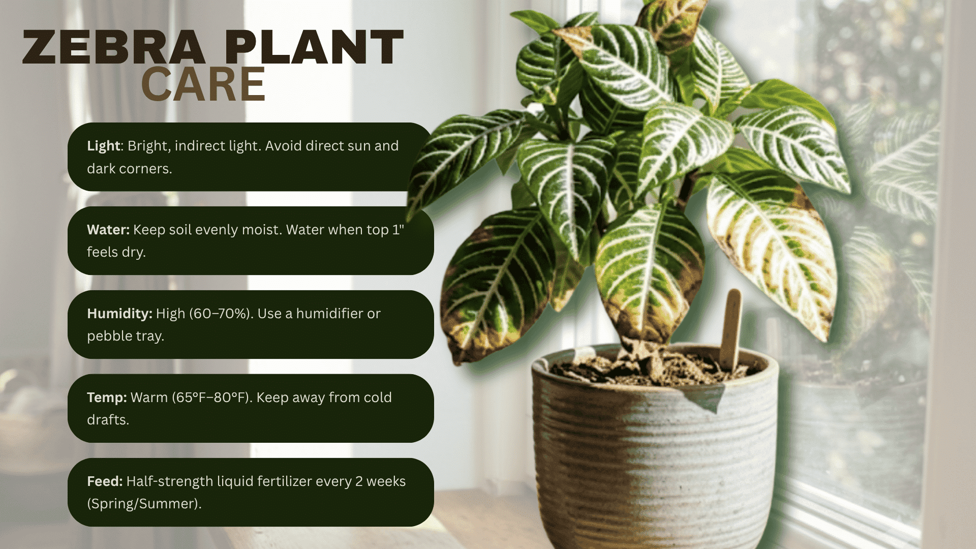 Infographic of essential zebra plant care tips including sunlight, humidity, temperature, and water needs