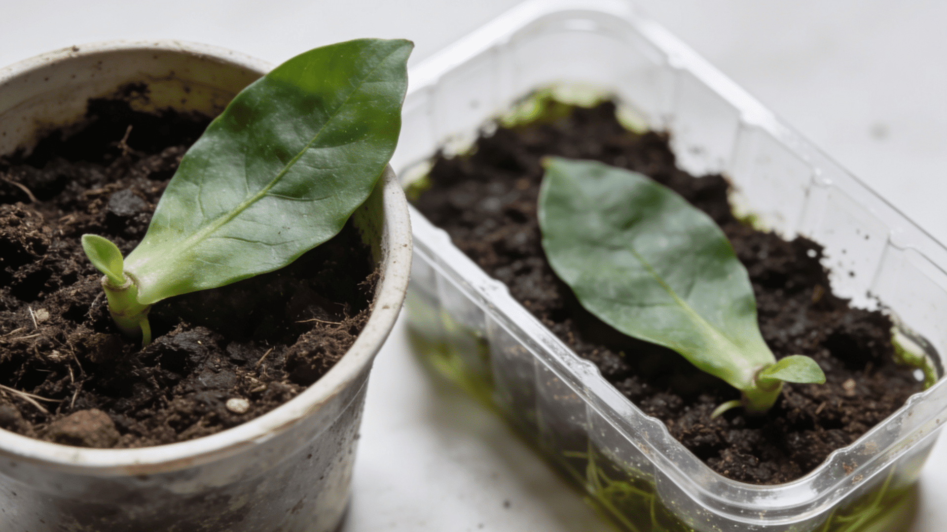 Leaf cutting planted in soil containers showing a plant propagation process.