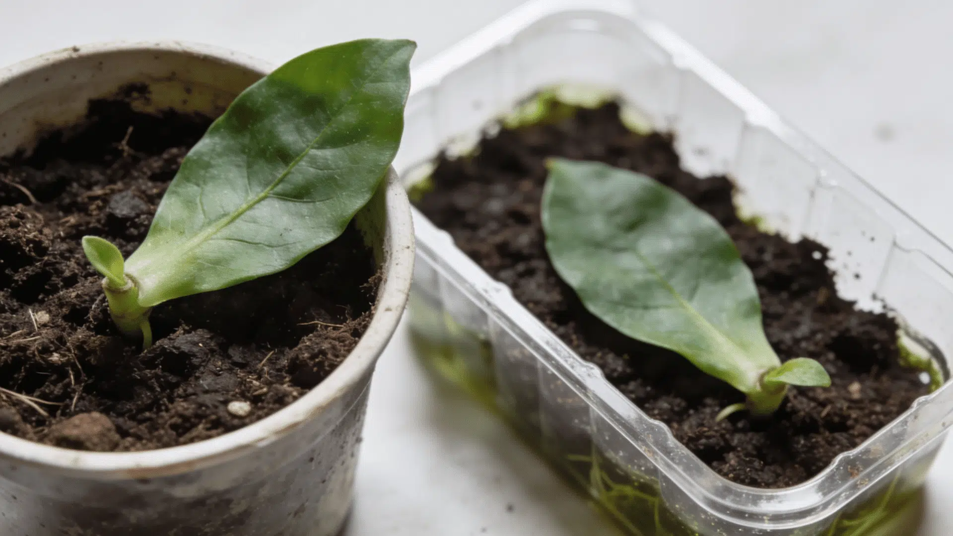 Leaf cutting planted in soil containers showing a plant propagation process.