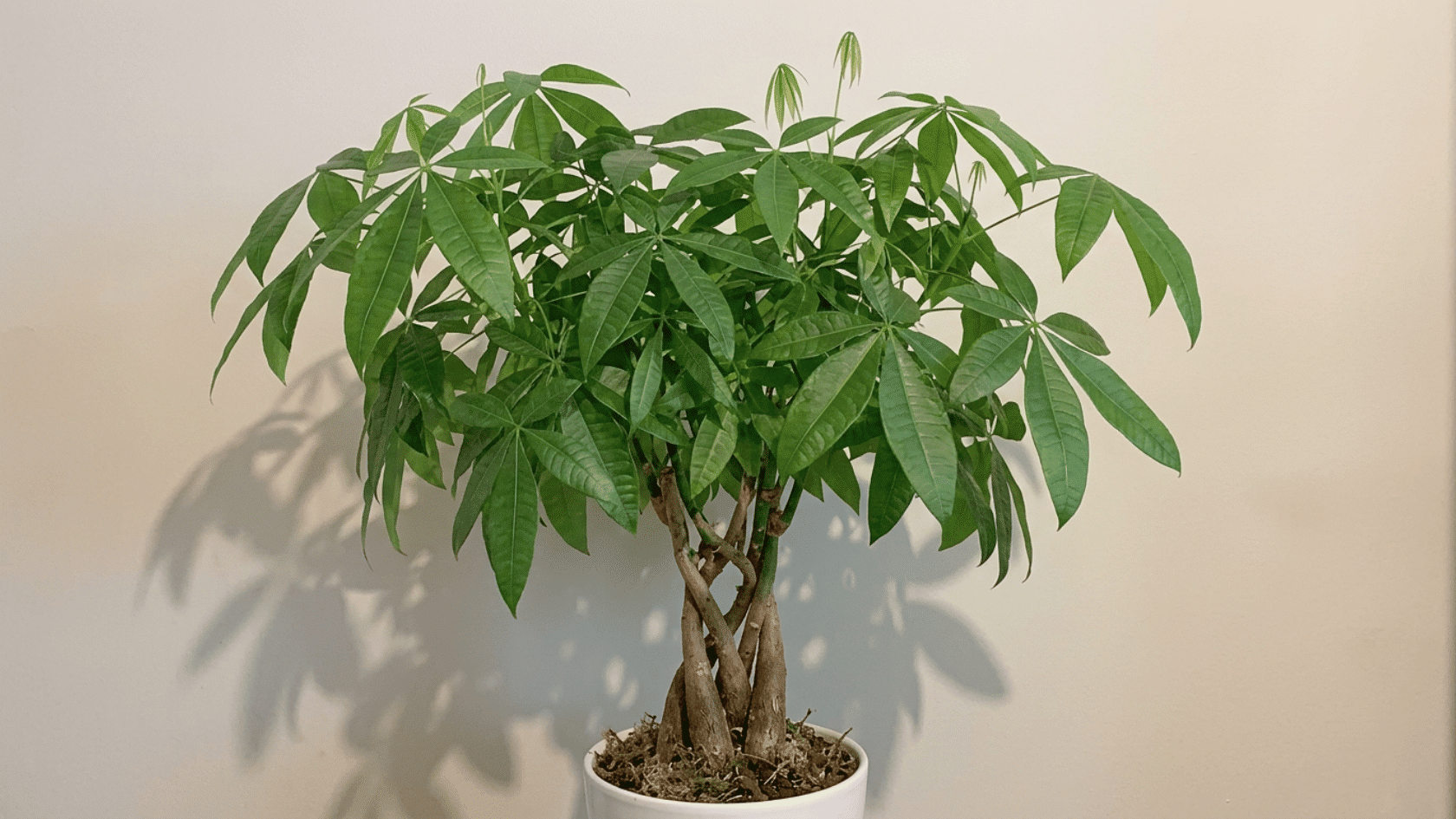 Money tree plant with braided trunk in a pot near wall under soft indoor light