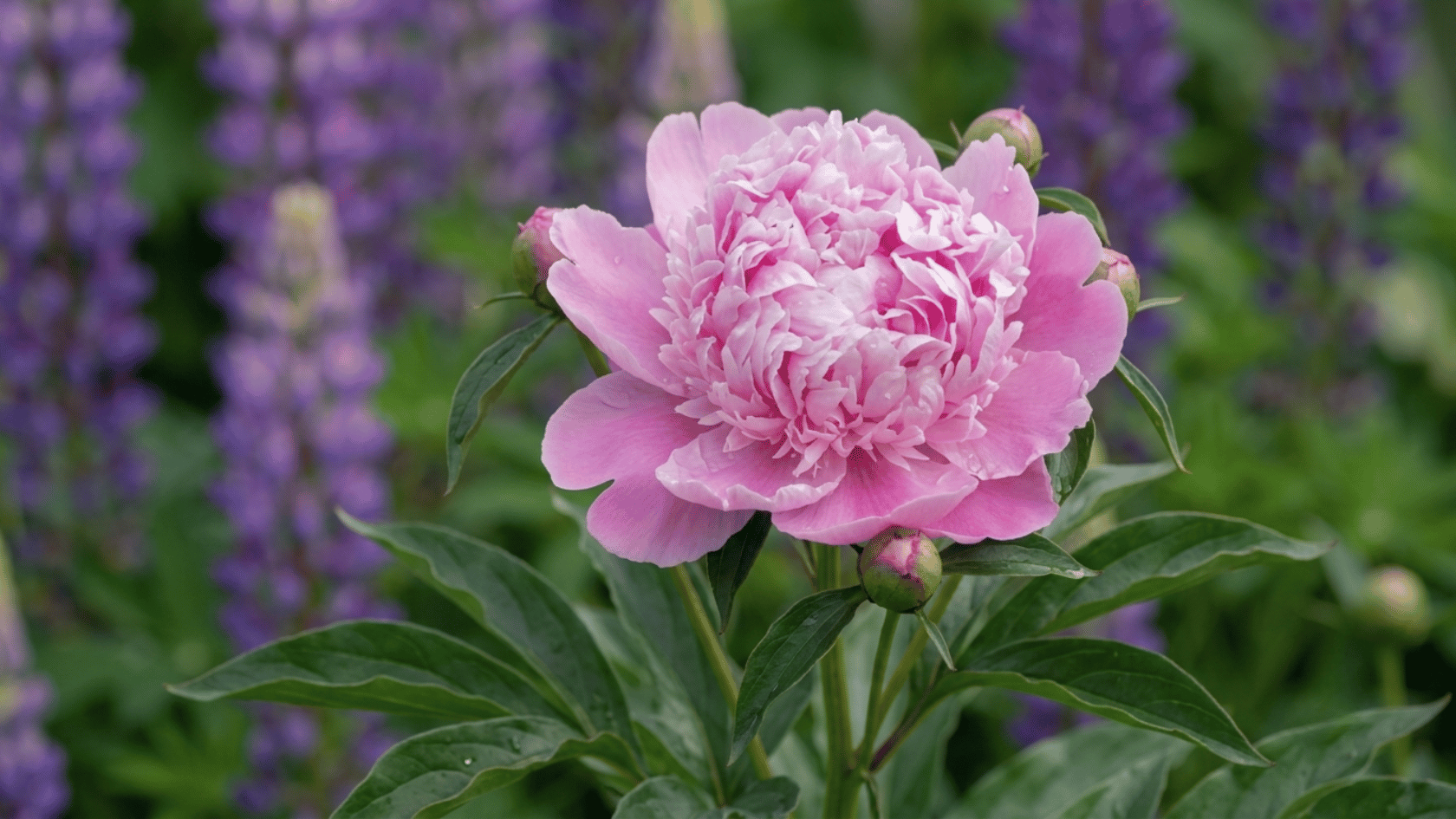 Realistic Monsieur Jules Elie peony with large pink petals, ruffled texture, and natural light.