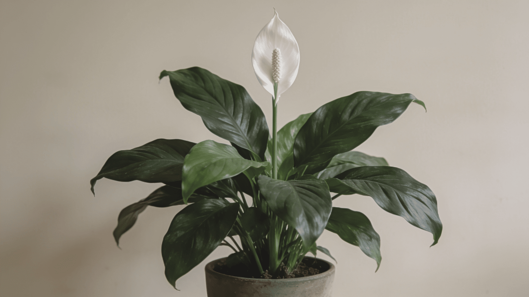 Peace lily plant in pot with broad green leaves and a white flower in soft indoor light