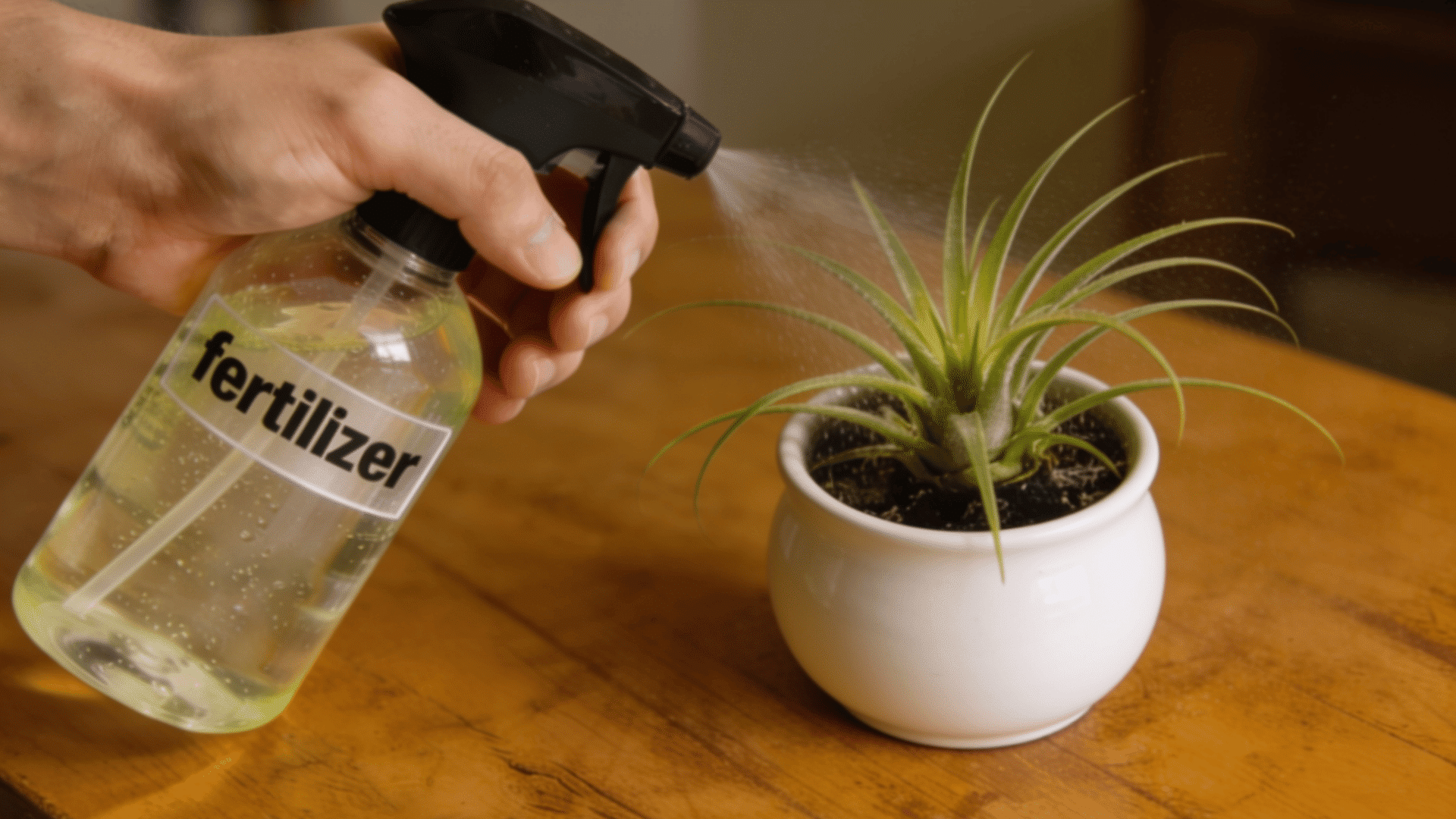 Person applying diluted fertilizer spray to Tillandsia air plants on a wooden surface.