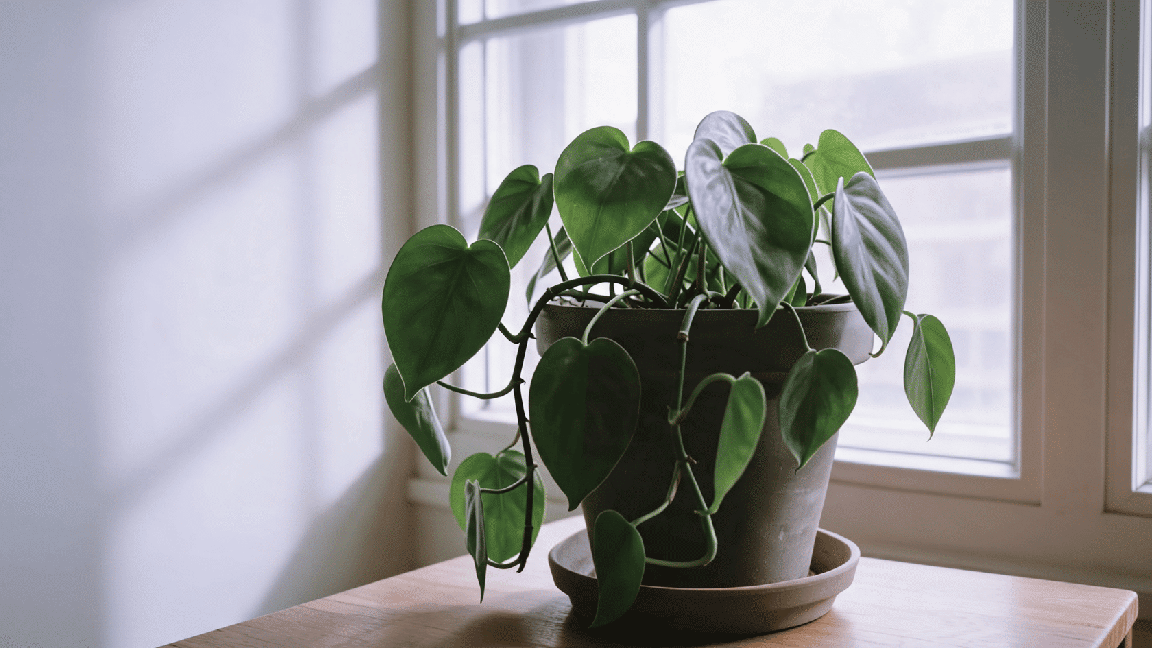Philodendron plant in pot with broad green heart-shaped leaves in soft indoor light