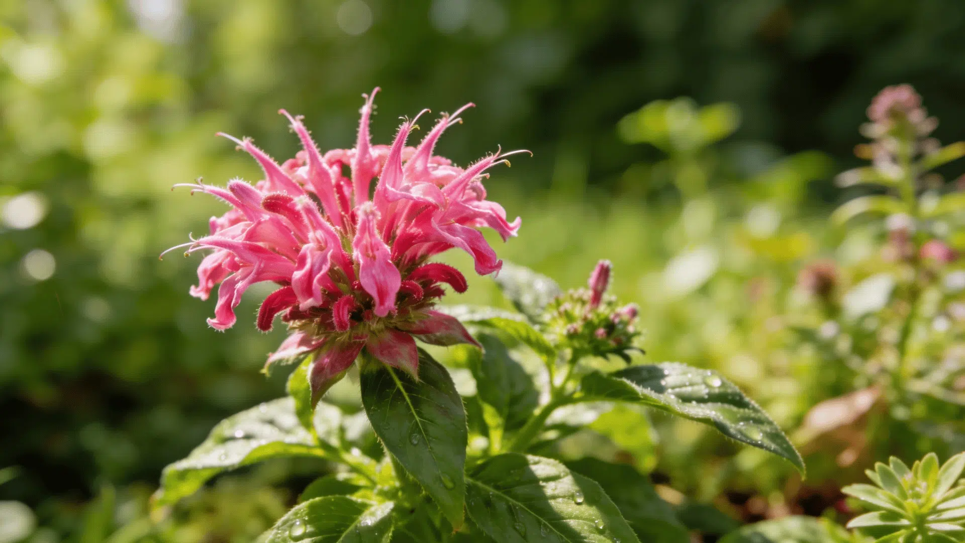 Close-up of a pink bee balm flower blooming amid green foliage.