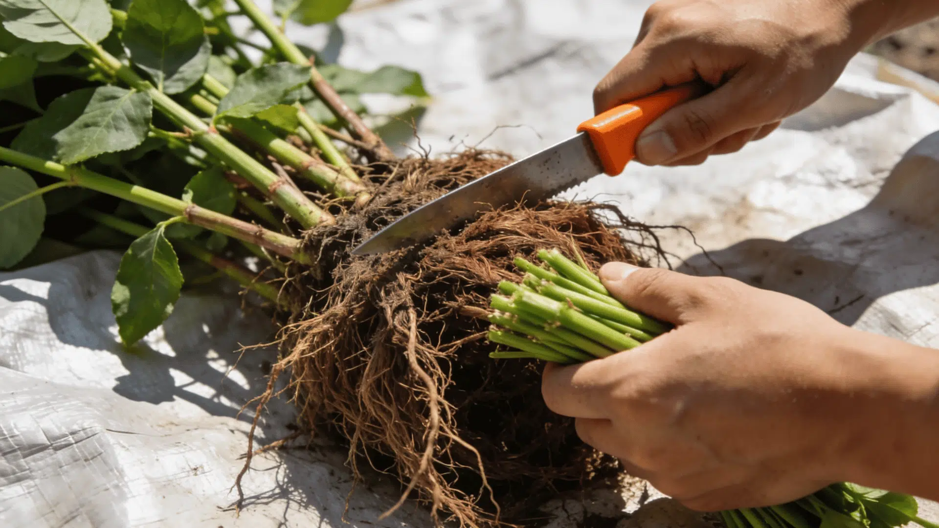 Plant division propagation showing roots being separated with a knife for replanting.