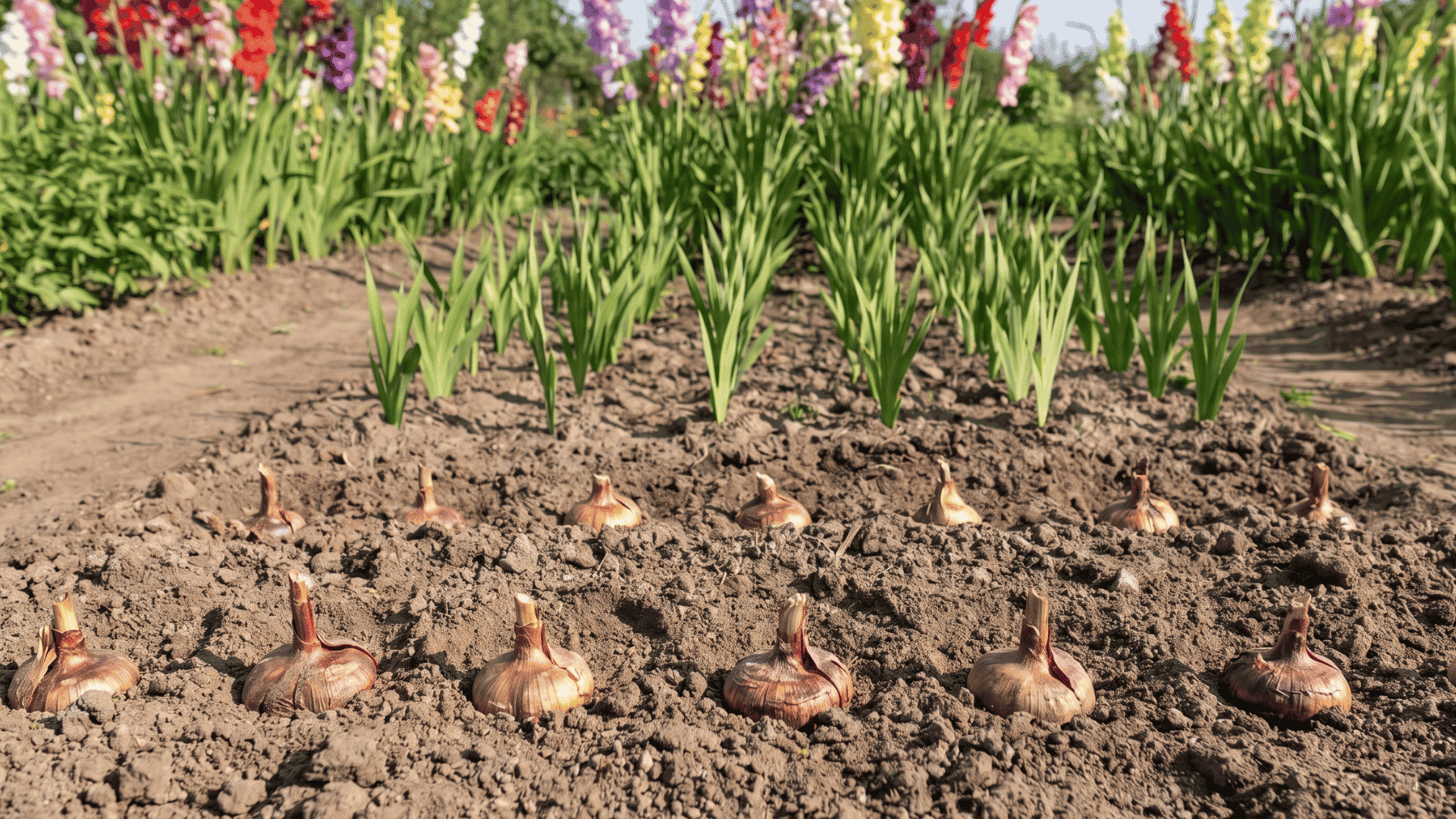 Plant gladiolus corms after the last frost.