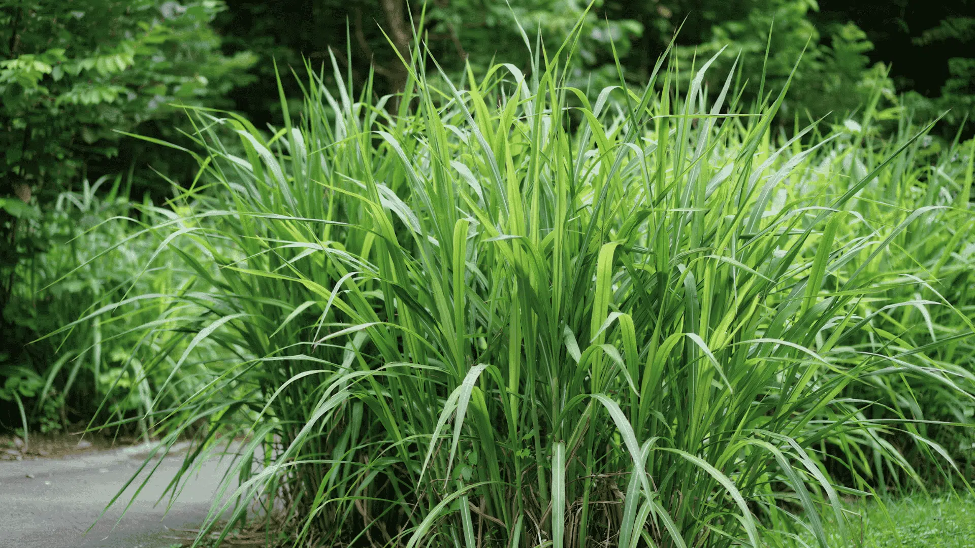 A dense, vibrant green bush showing the natural results of planting citronella grass.