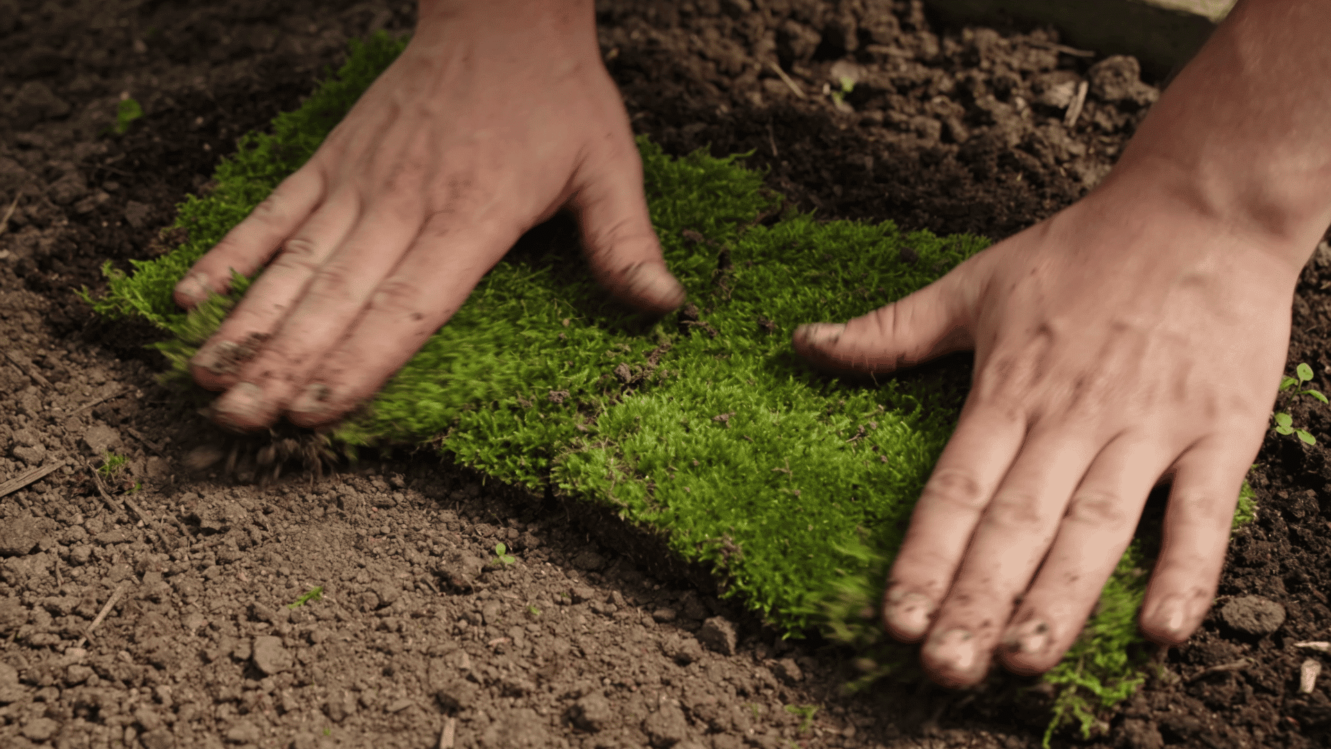 Hands pressing a patch of moss onto bare soil to plant it.