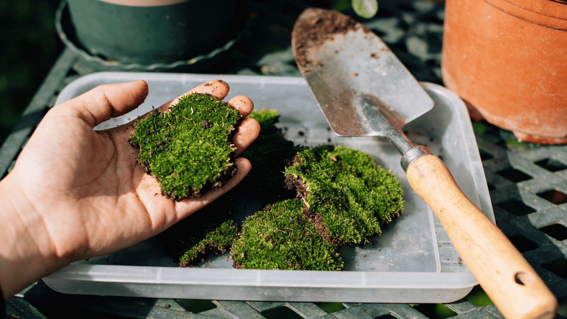 Hand holding a moss clump above a tray of moss pieces and a small trowel.