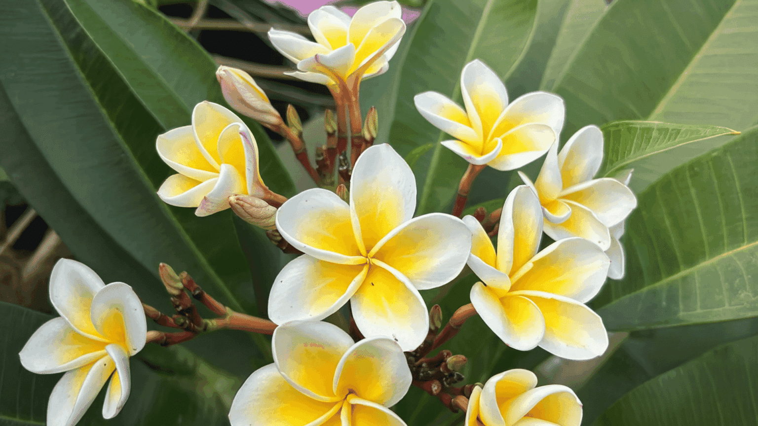 white and yellow plumeria flowers blooming with green leaves in a tropical garden setting