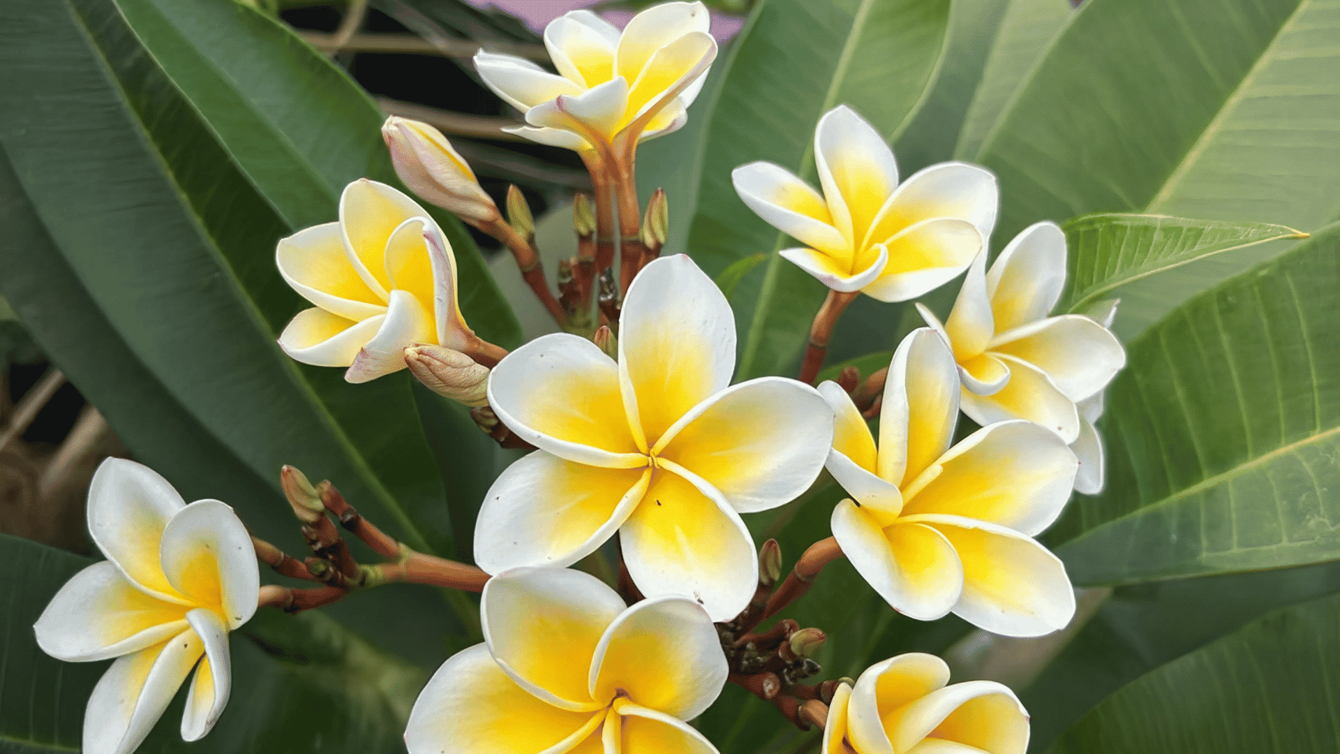 white and yellow plumeria flowers blooming with green leaves in a tropical garden setting