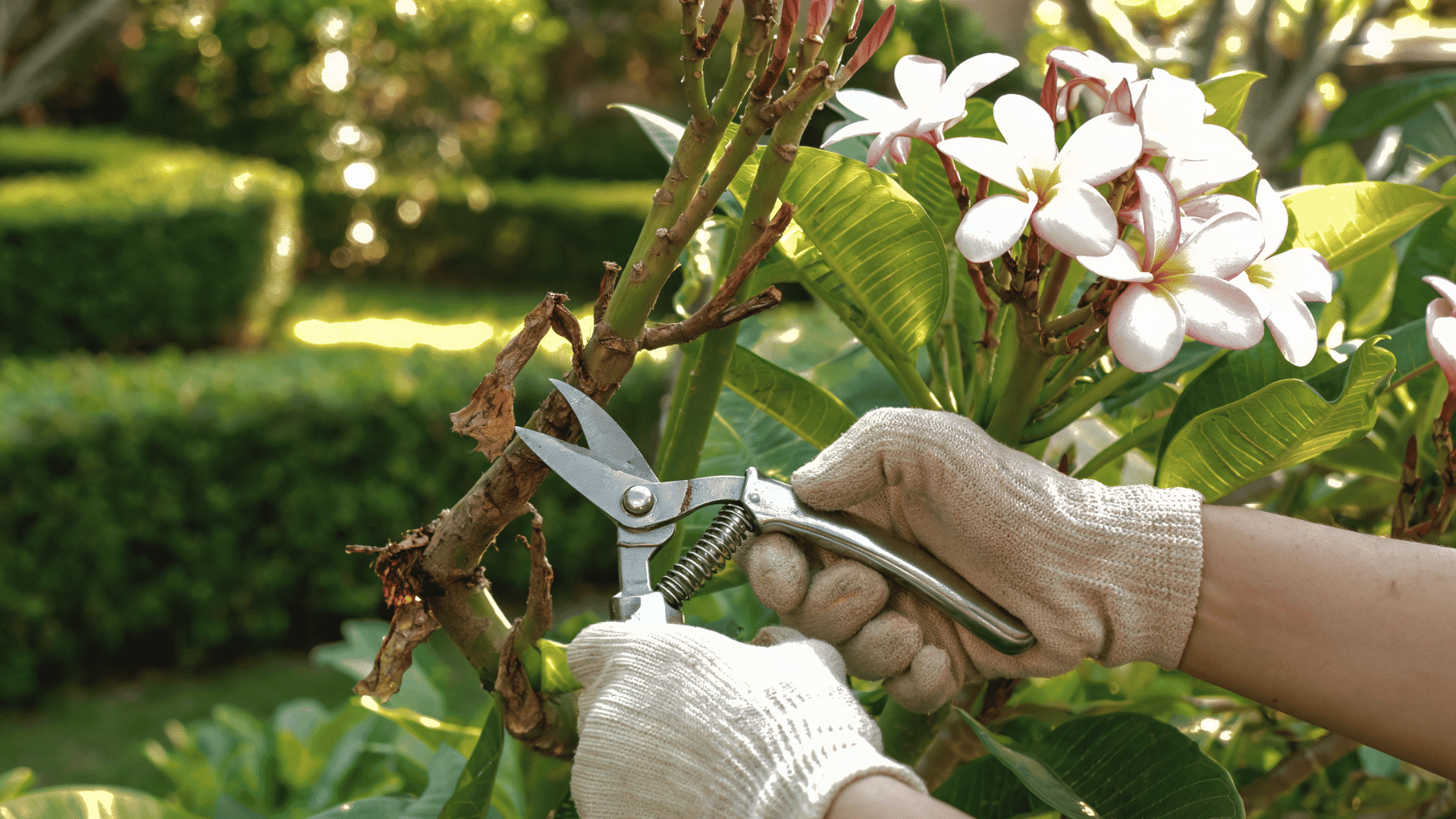 Gloved hands using pruning shears to cut a branch on a flowering plant.