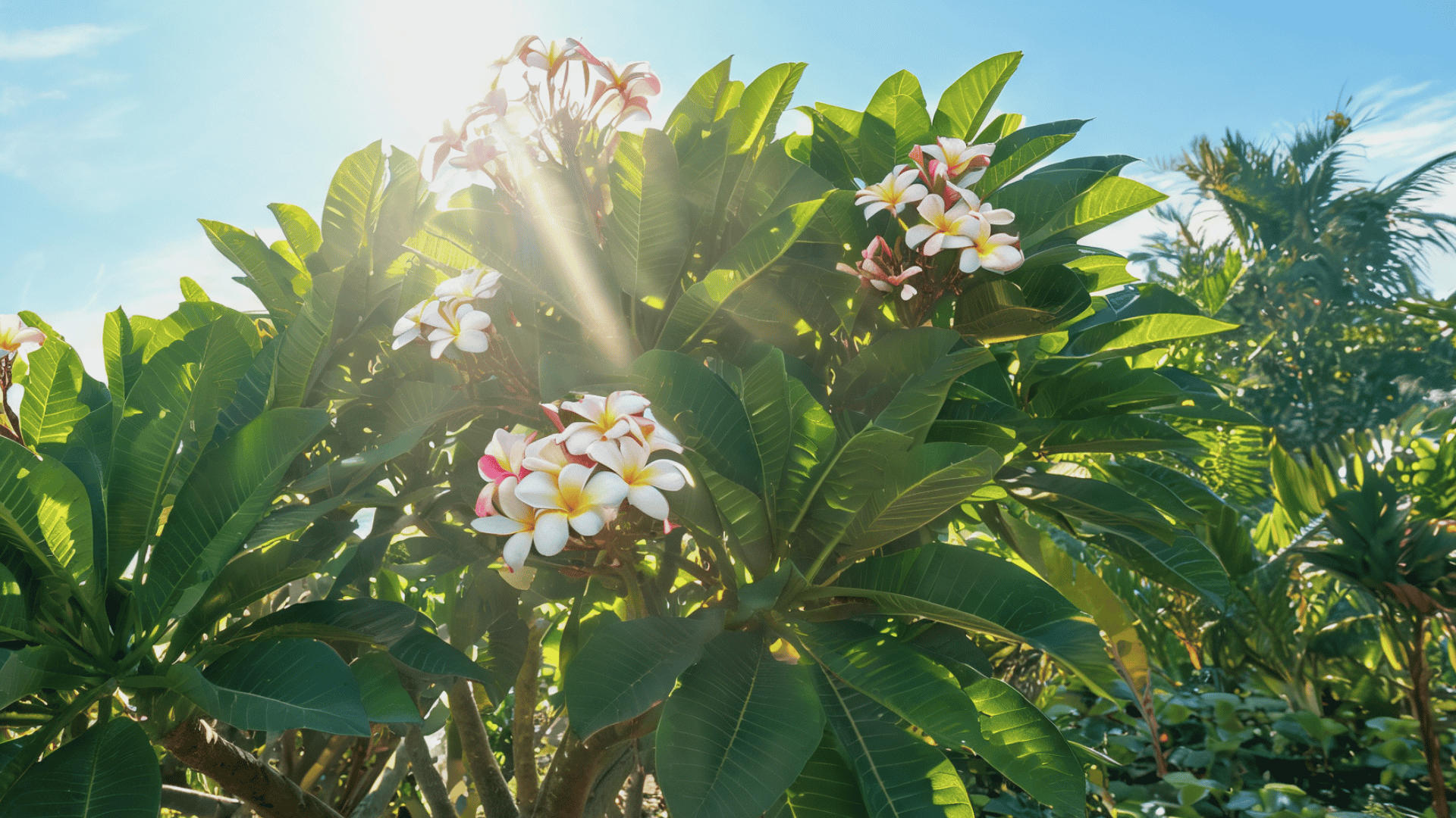 plumeria plant blooming under bright sunlight in garden