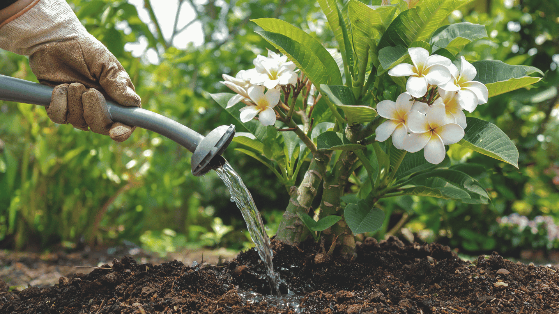 Hand pouring water from a watering can onto soil beneath a flowering plant with green leaves.